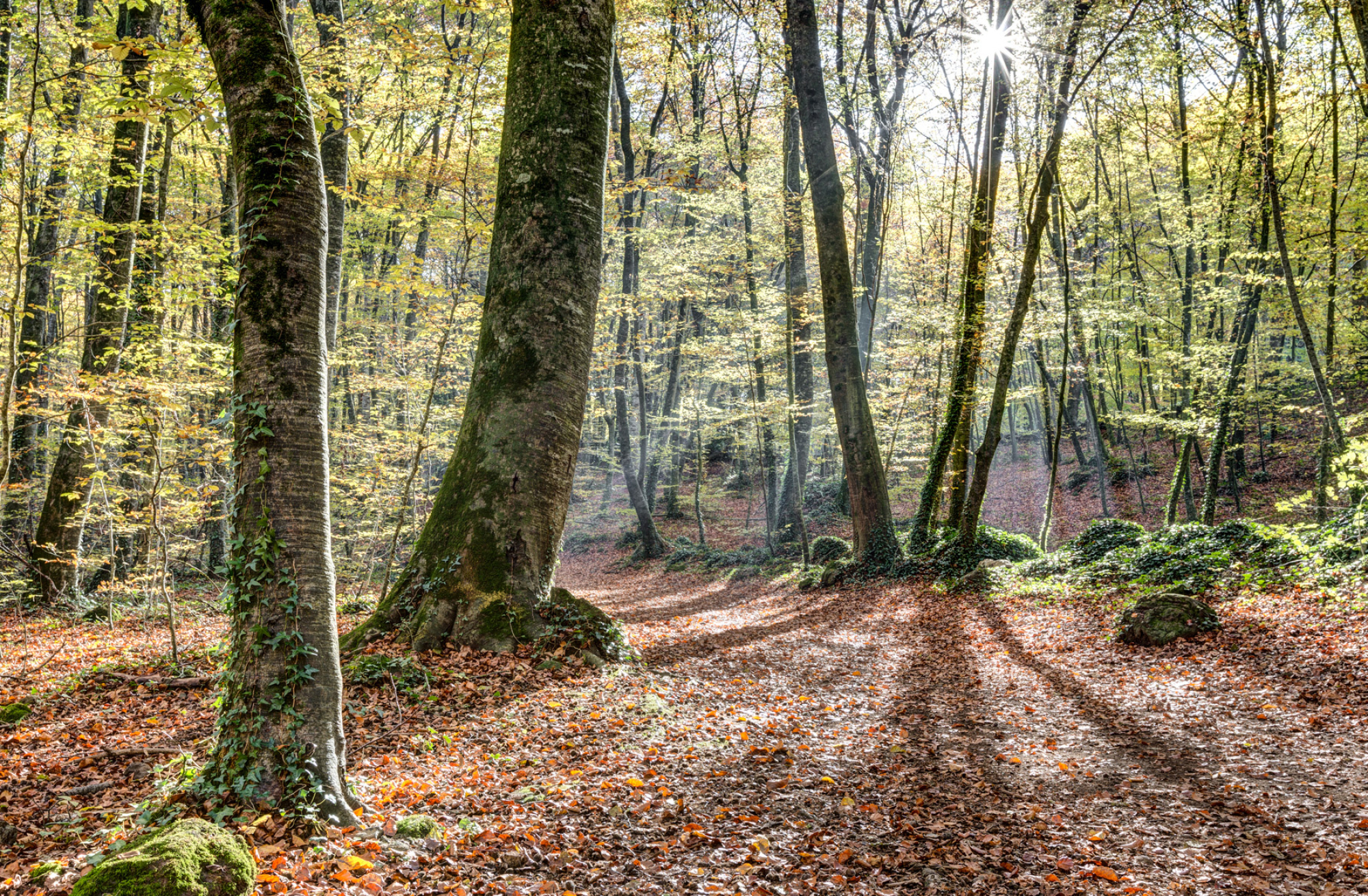 Fageda den Jord, Catalonian masterpiece, Autumn's delight, Nature's canvas, 2000x1310 HD Desktop