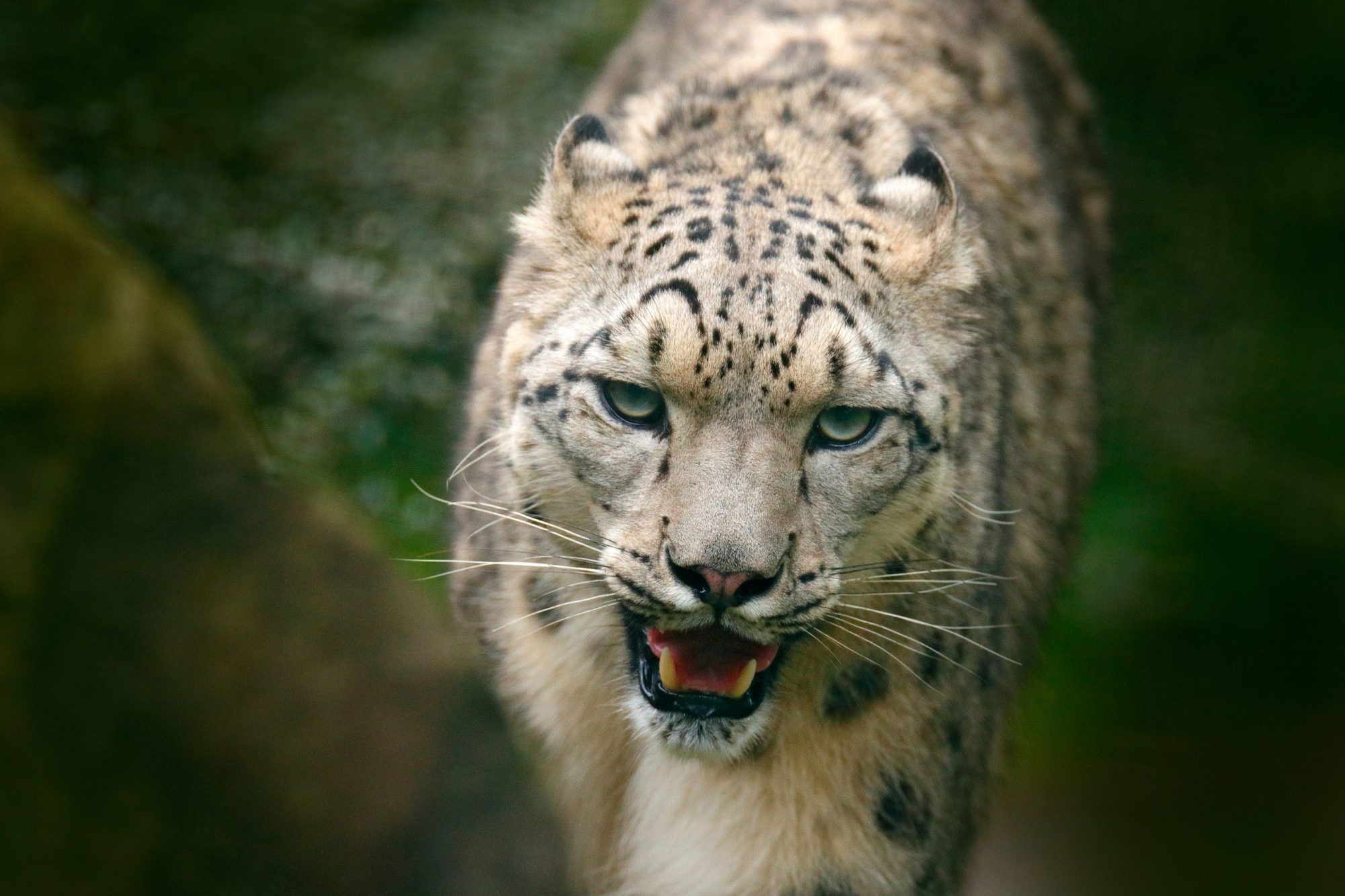 Snow Leopard, Watch for, 2022, 2010x1340 HD Desktop