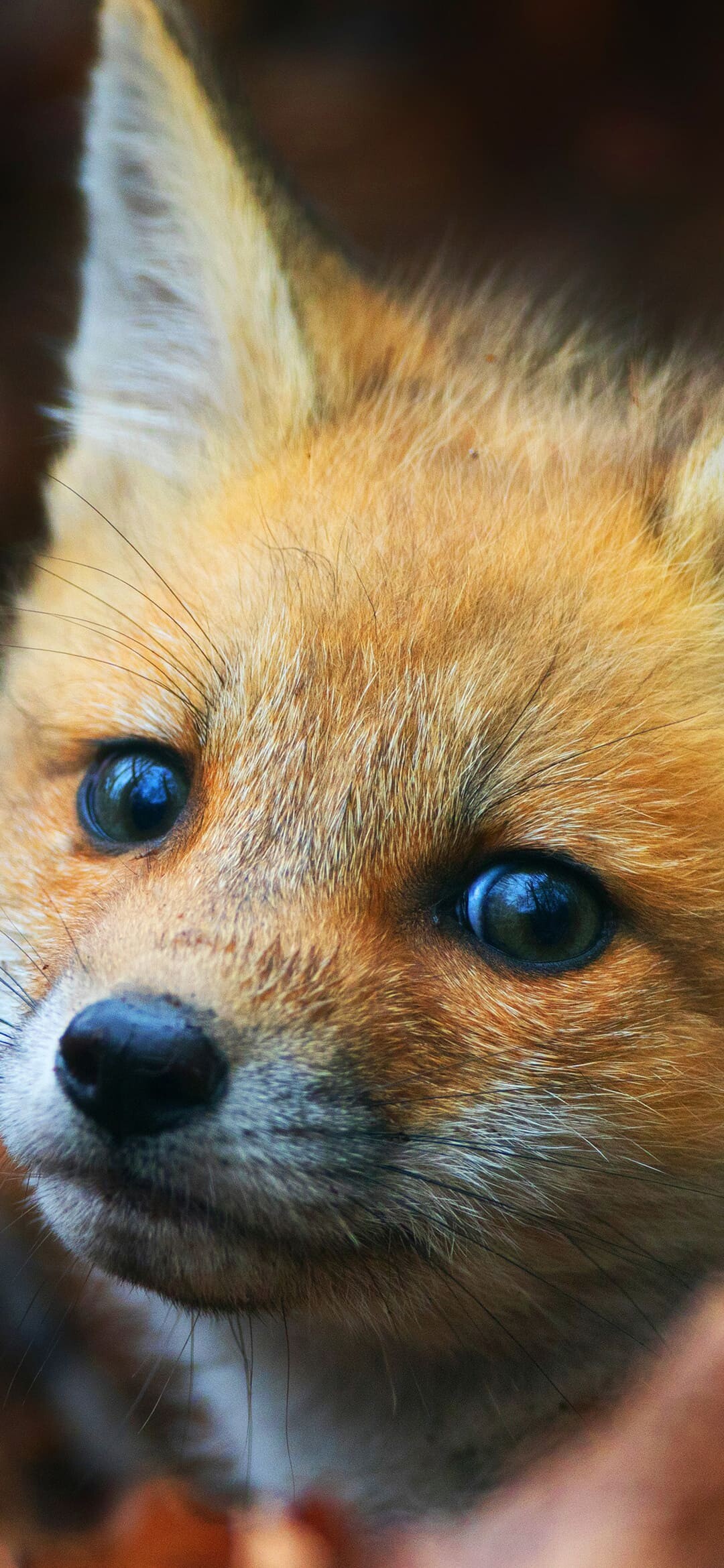 Fox, Mobile wallpaper, On-the-go charm, Portable beauty, 1080x2340 HD Phone