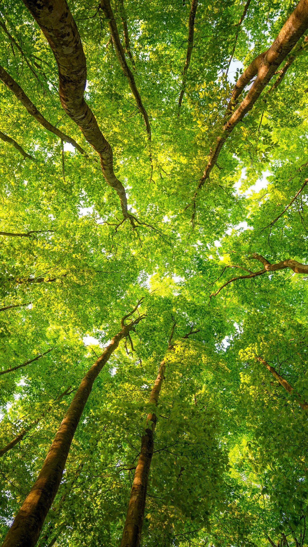 Forest branches, Sunlight leaves, Peaceful landscape, Tranquil, 1080x1920 Full HD Phone