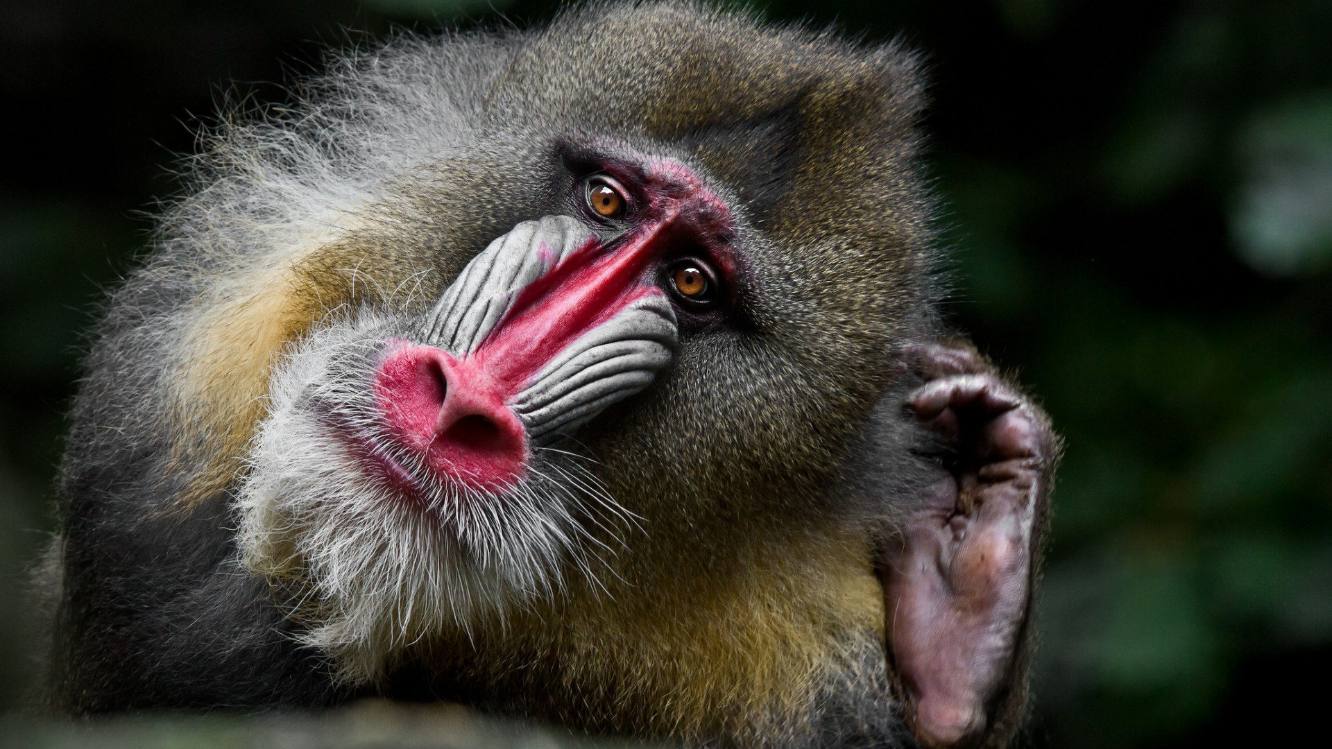 Portrait monkey mandrill, Section animals, Download wallpaper, 1920x1080 Full HD Desktop