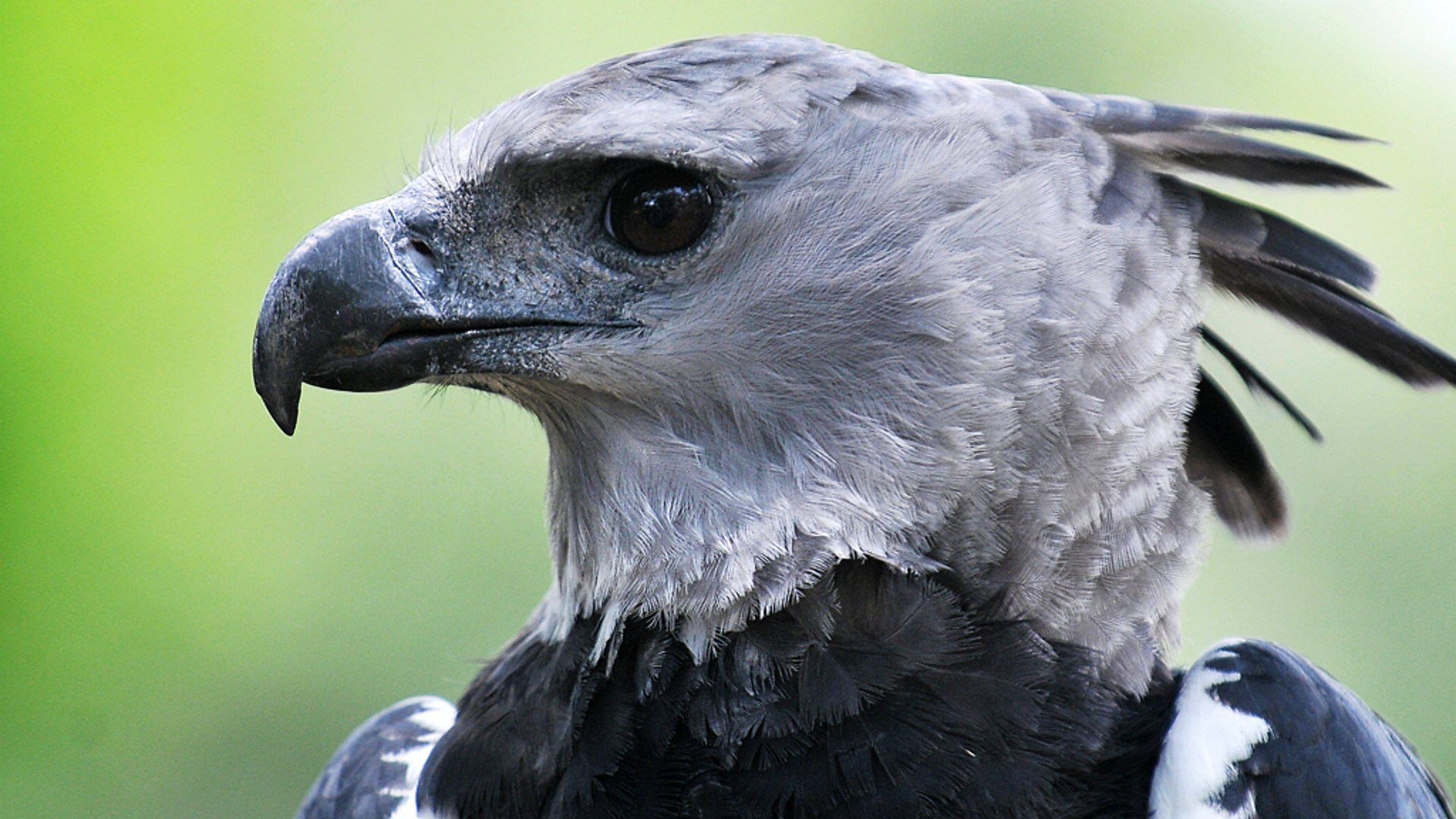 High-quality harpy eagle wallpapers, Majestic avian beauty, Wildlife appreciation, Nature's marvels, 1920x1080 Full HD Desktop