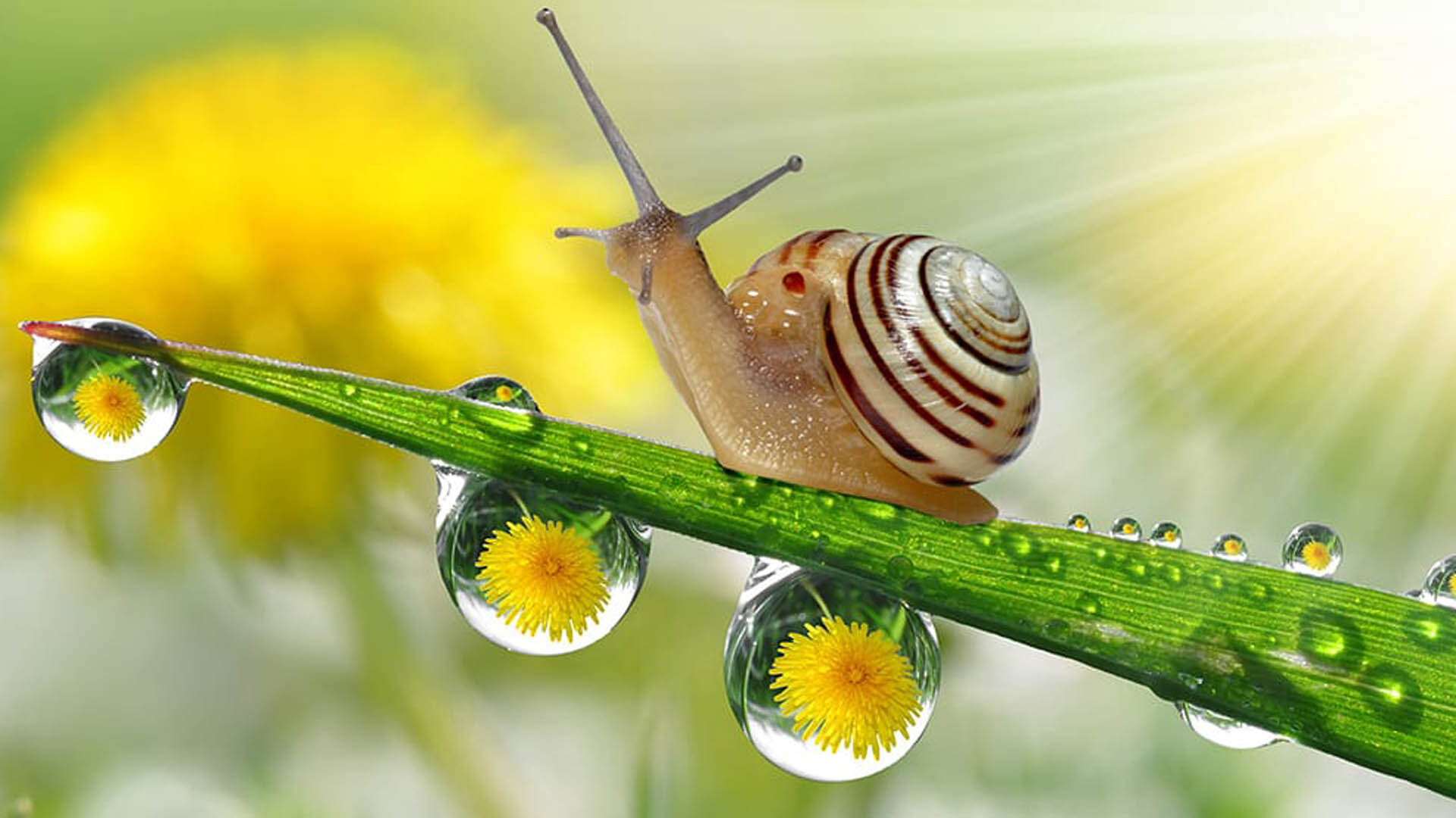 Snail on twig drops water, Nature's microcosm, Tiny wonders, Close-up beauty, 1920x1080 Full HD Desktop