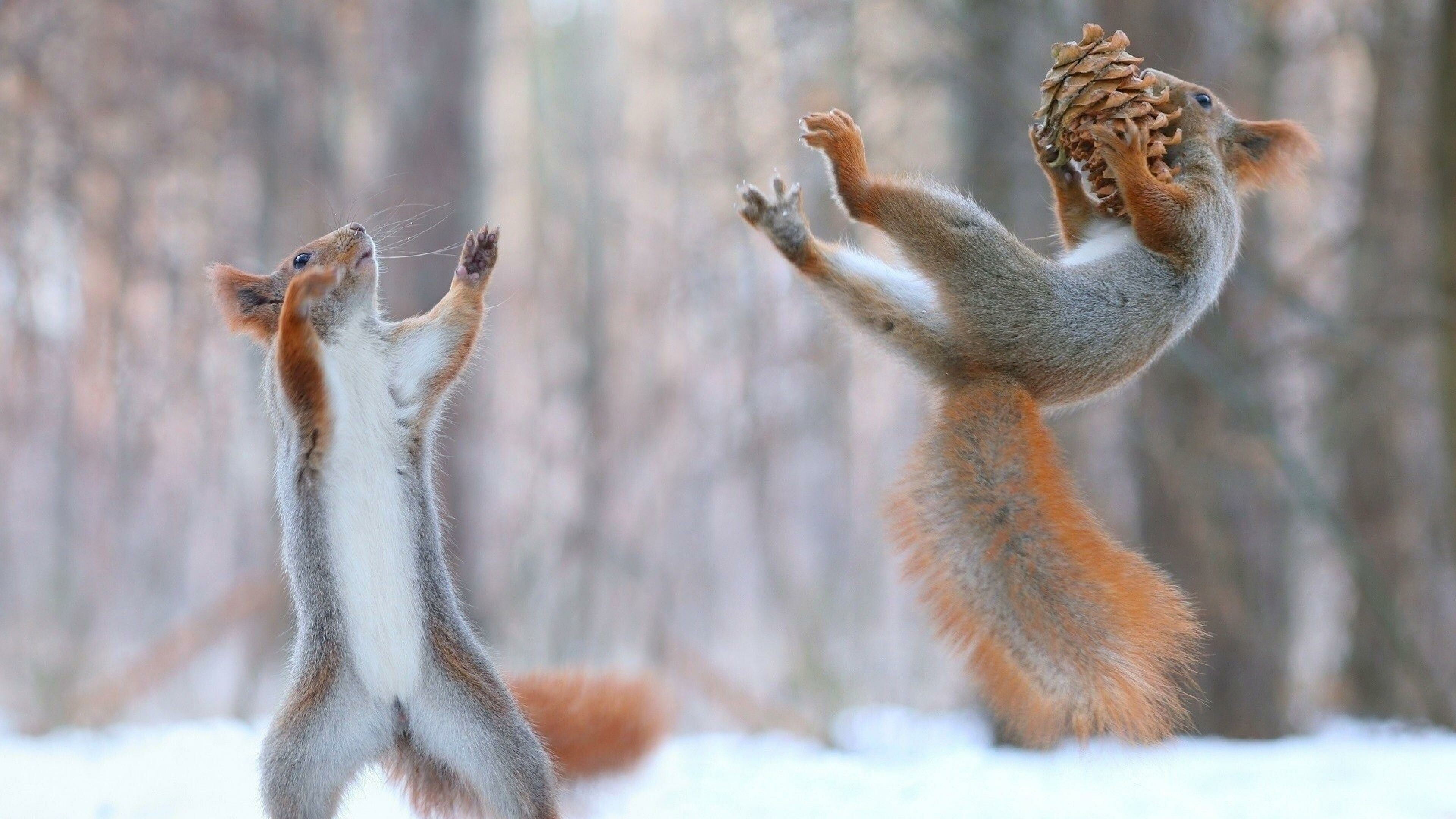 Playful, Squirrels Wallpaper, 3840x2160 4K Desktop