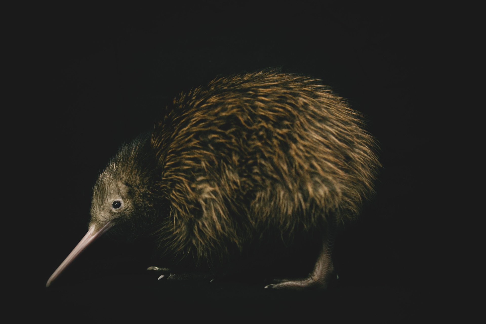 Kiwi Bird, NZ's native birds, Lego NZ Herald, transformed, 1920x1280 HD Desktop