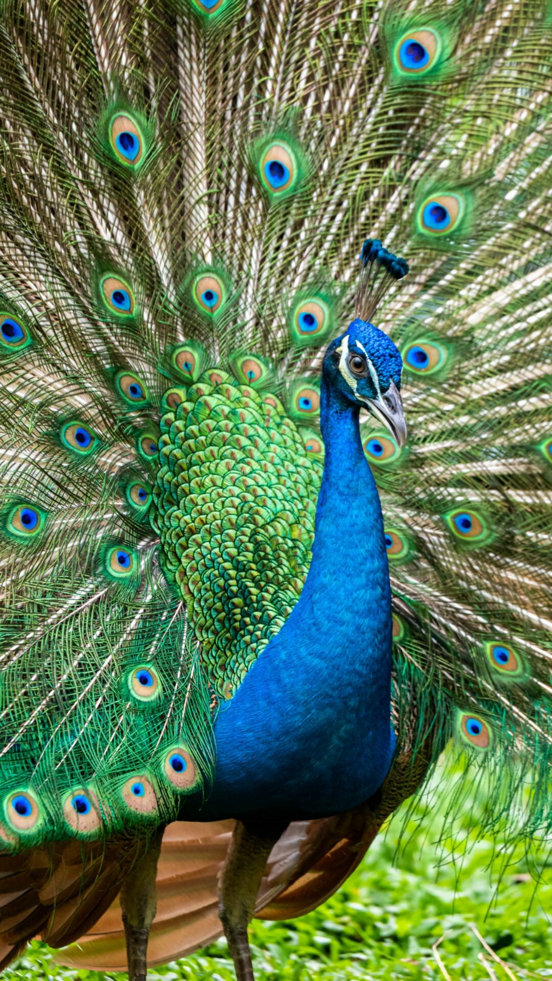 Peacock wallpapers, Quality backgrounds, HD 4K, Stunning, 1080x1920 Full HD Phone