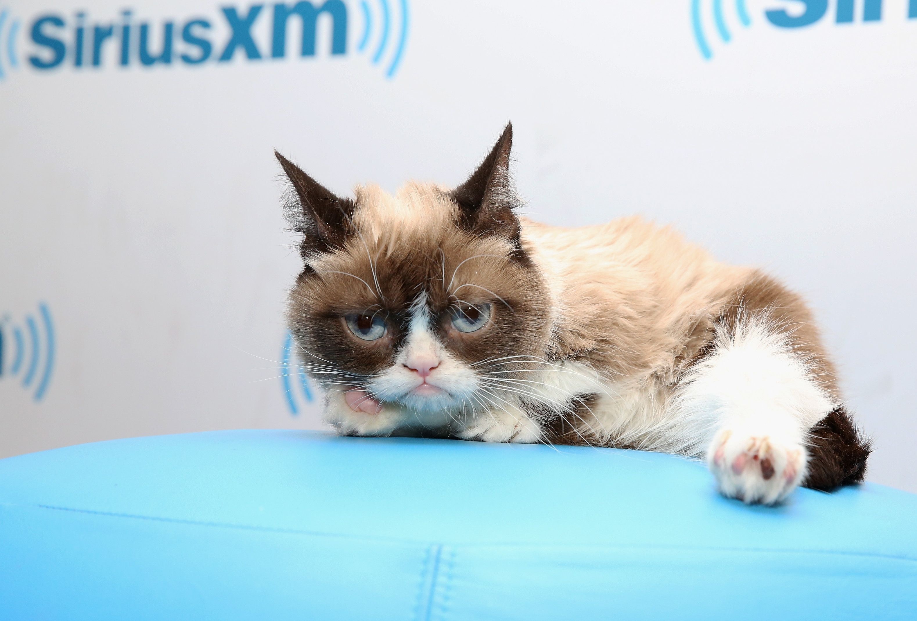 SiriusXM, Grumpy Cat Wallpaper, 3160x2140 HD Desktop