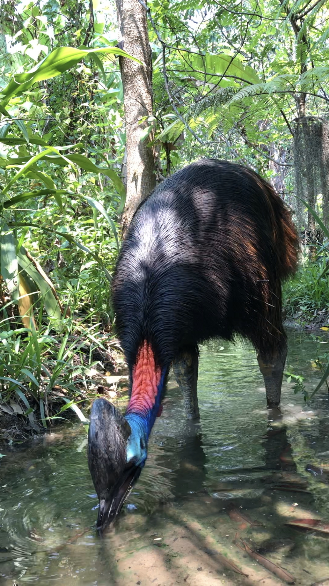 Cassowary admiration, Avian wonder, Fascinating bird species, Nature's marvel, 1120x2000 HD Phone