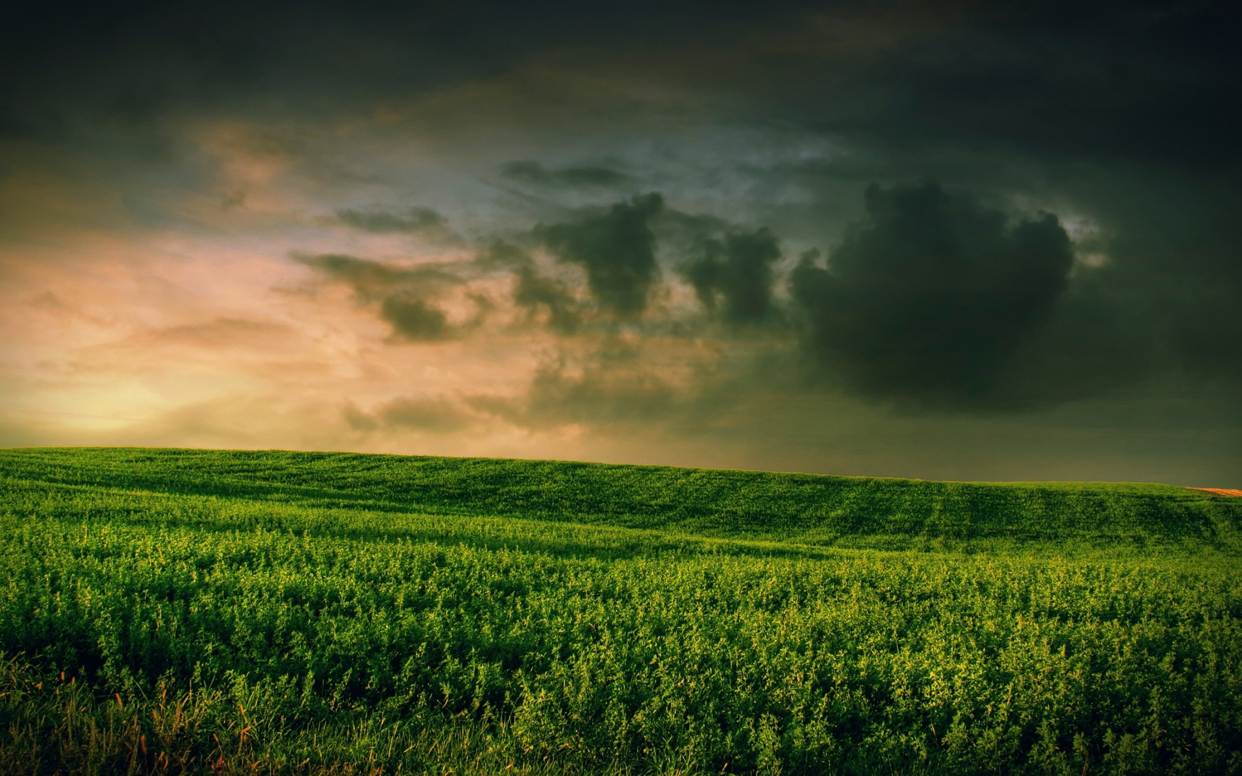 Grassy field wallpaper, Lush green, Samantha Tremblay, Refreshing visuals, 2560x1600 HD Desktop