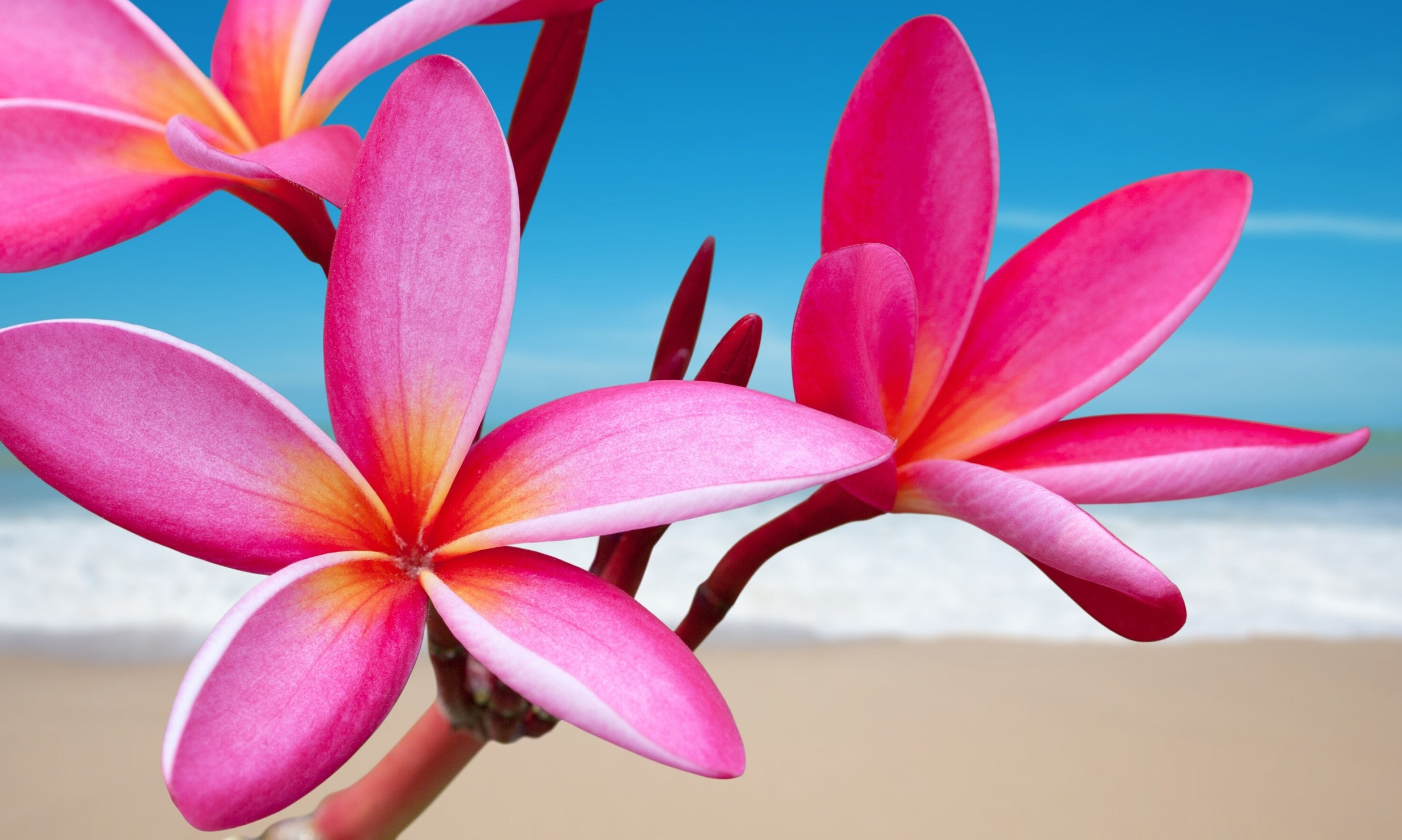 Beachside flowers, Sea breeze, Pink plumerias, Floral wallpapers, 3300x1980 HD Desktop