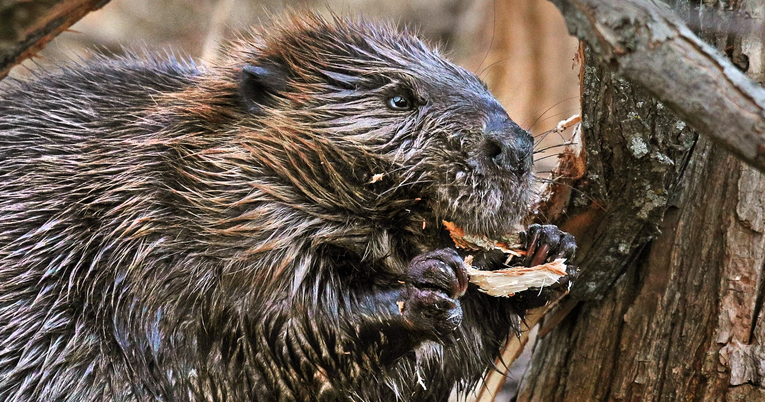 Beaver's home, Lodge construction, Family shelter, Wood structure, 2500x1320 HD Desktop