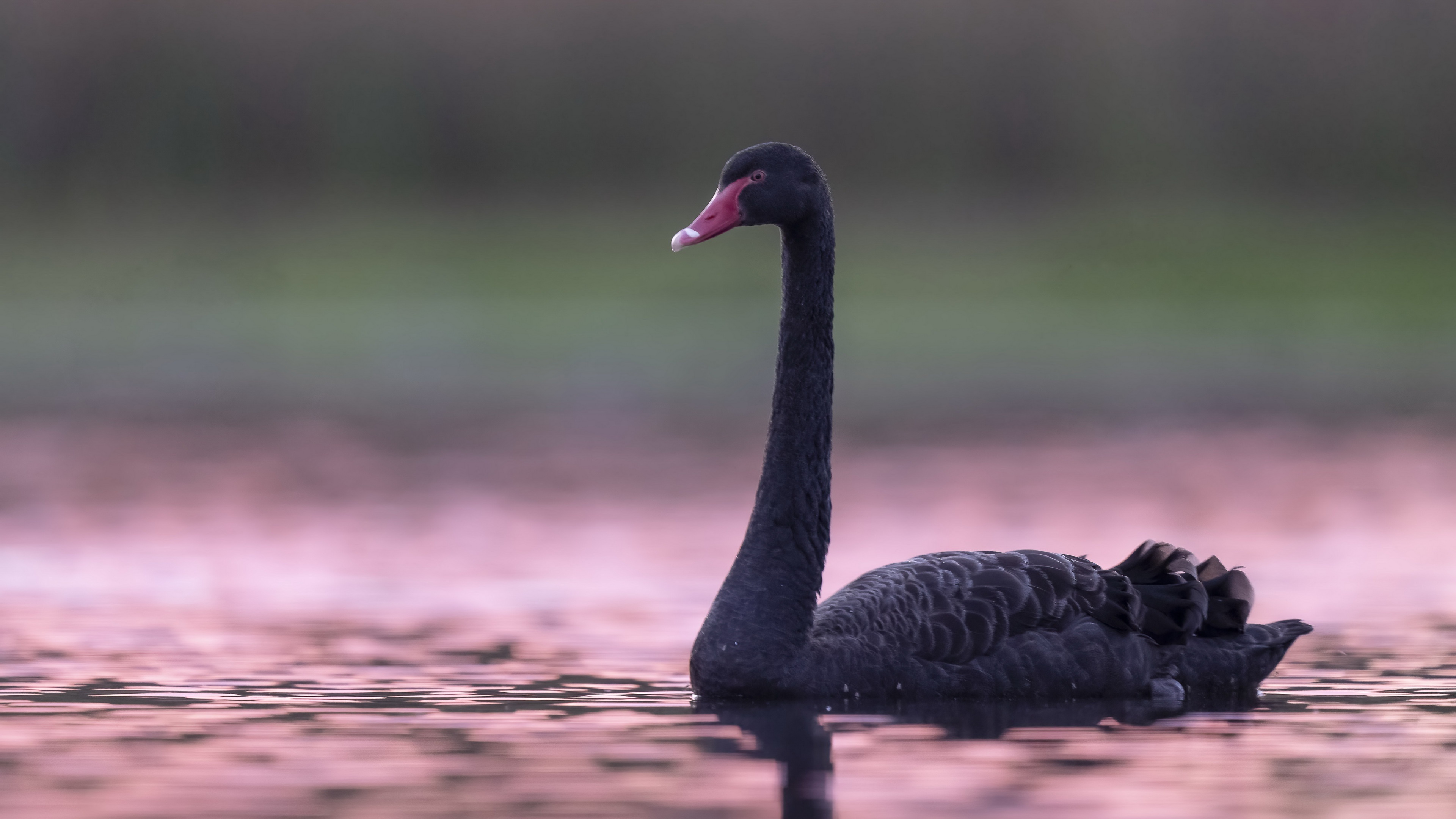 Black Swan, Ultra HD wallpaper, Background image, Bird, 3840x2160 4K Desktop