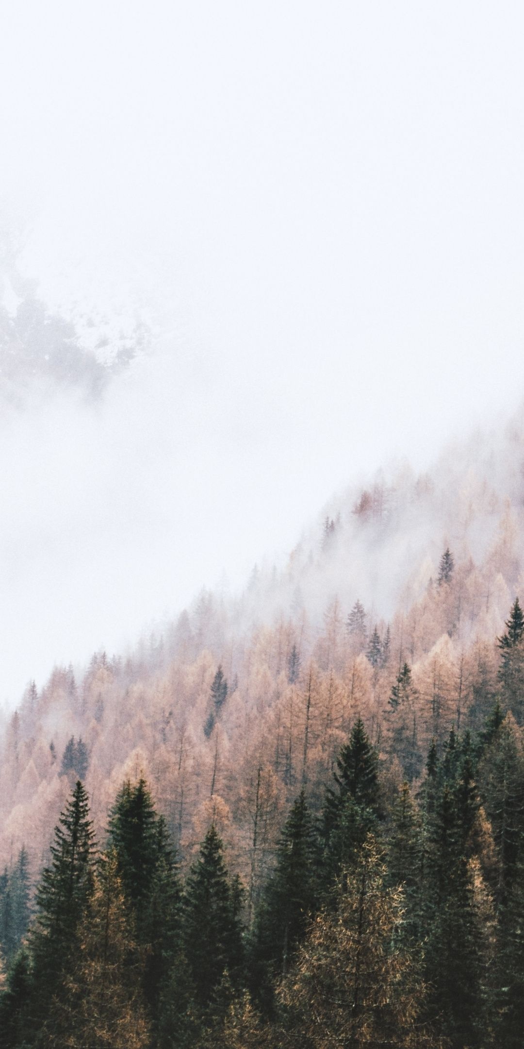 autumn larch trees, misty alpine slope, evergreen pine forest, HD Phone wallpaper