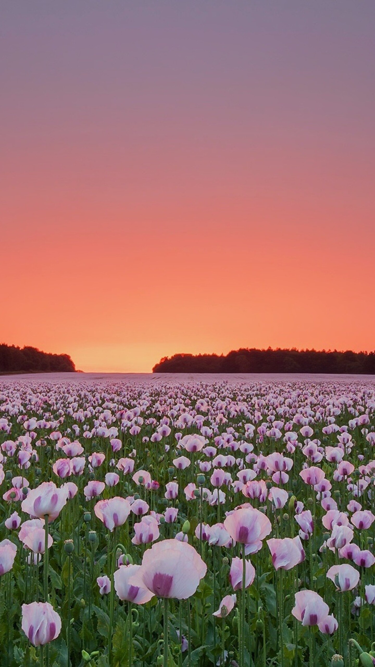 Poppy flowers field, Stunning floral display, Vibrant blooms, Nature's wonder, 1440x2560 HD Phone