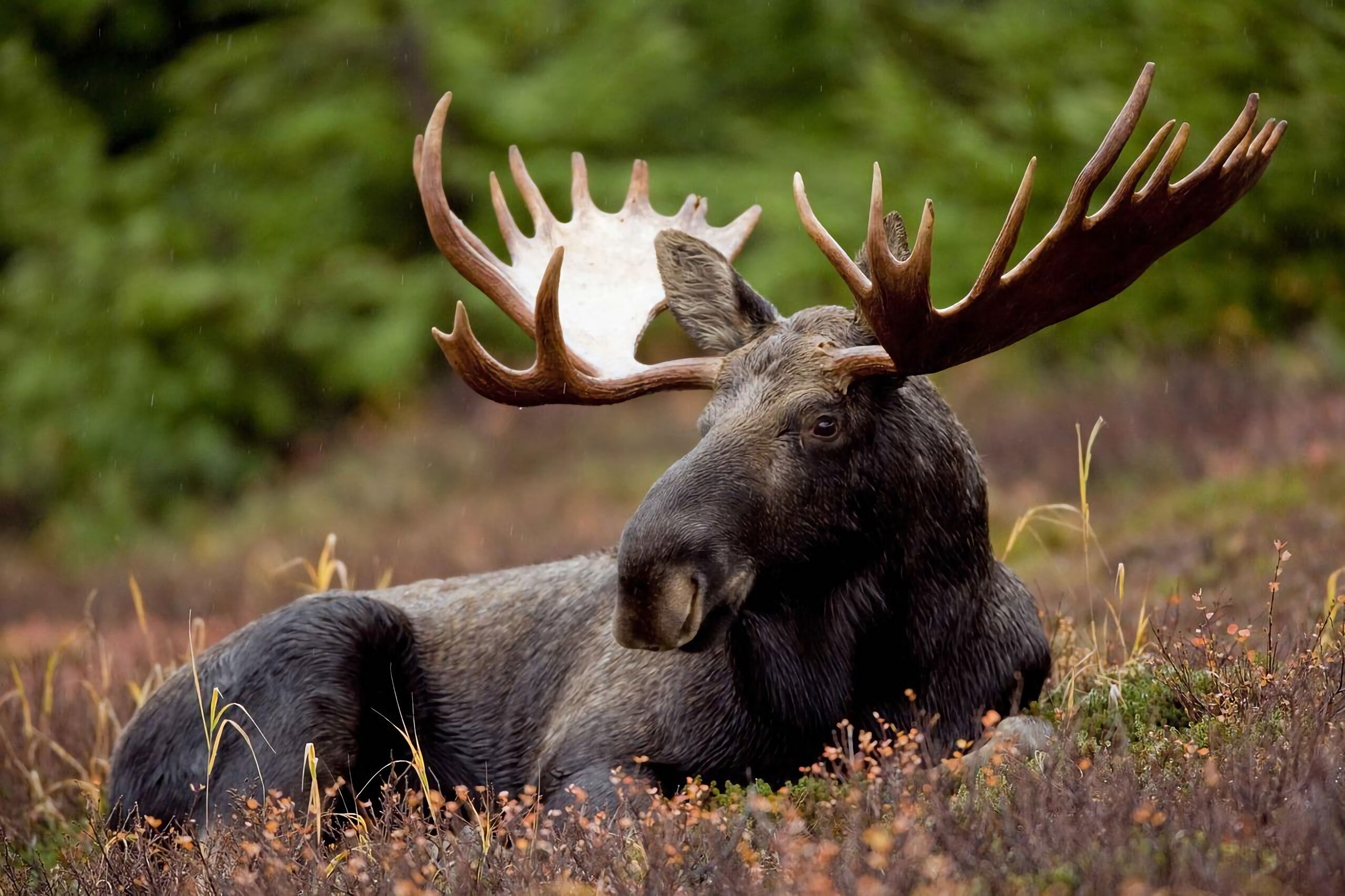 Elk (Animals), Sacred guardians, Mystical aura, Symbol of strength, 2560x1710 HD Desktop