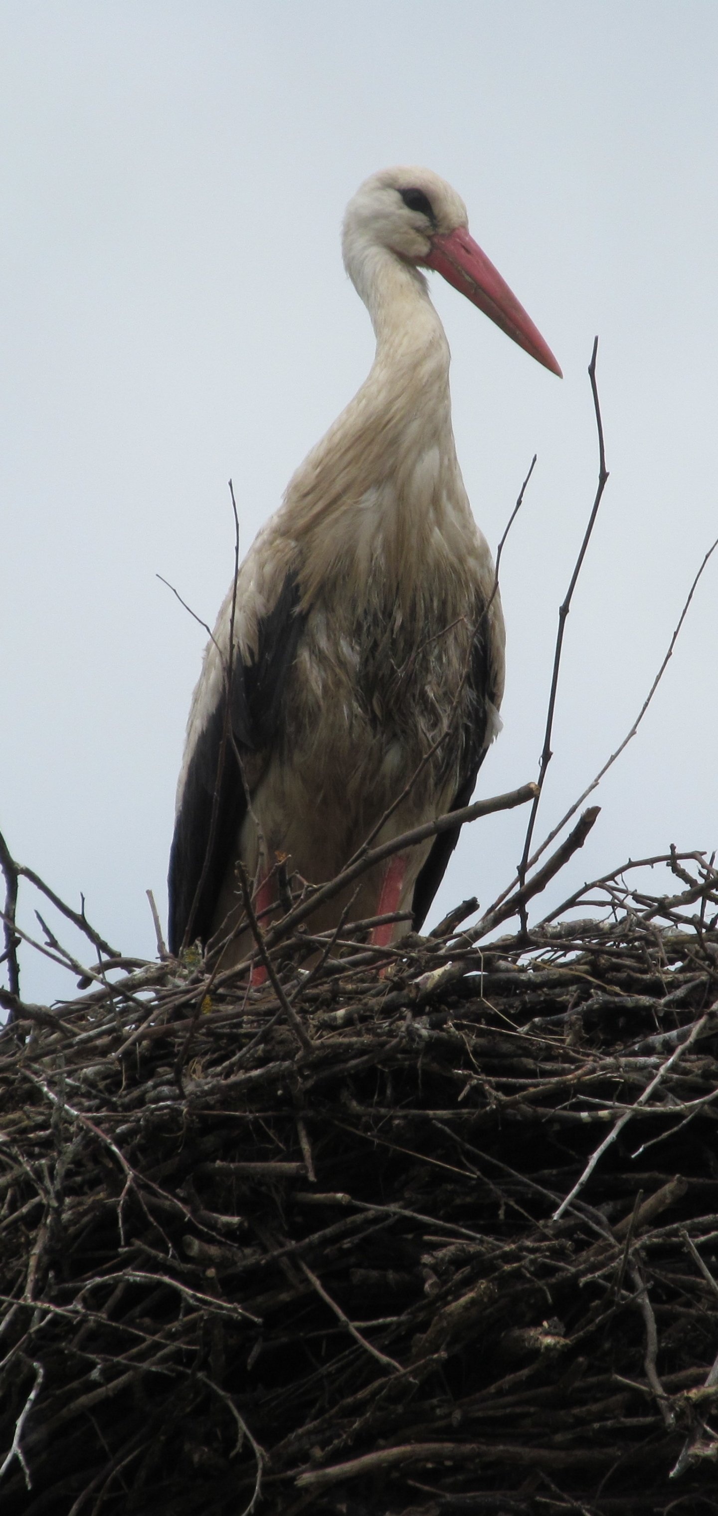 White stork, Majestic creature, Natural elegance, Pristine beauty, 1440x3040 HD Phone