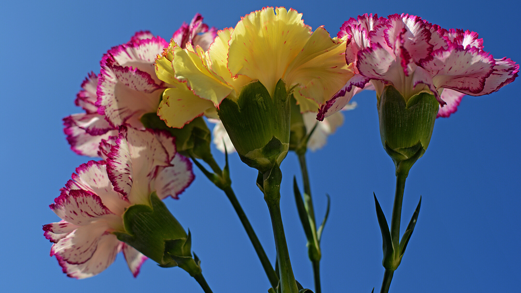 Beautiful carnation, Delicate petals, Nature's elegance, Floral beauty, 2010x1130 HD Desktop