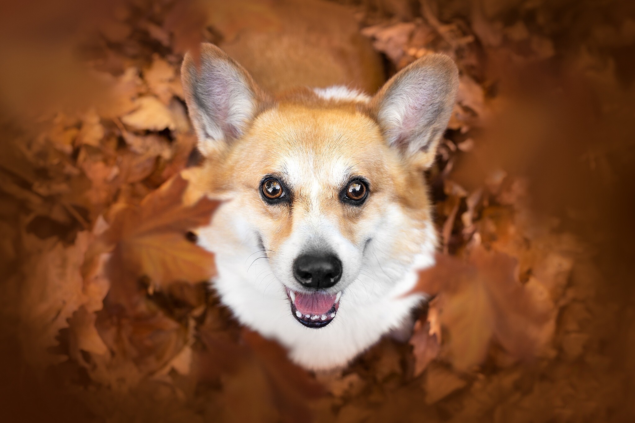 Autumn leaves, Corgis Wallpaper, 2050x1370 HD Desktop