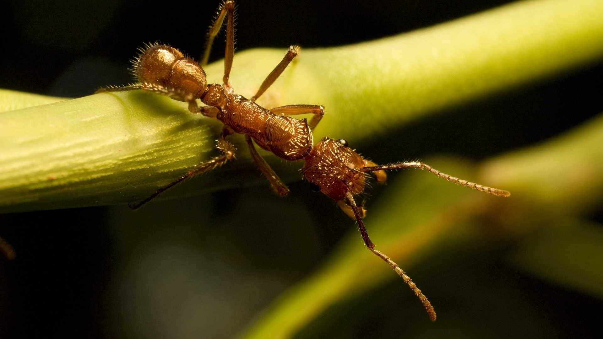 Tiny ant, Windows 10 theme, Alligator bugs, Lookalike animals, 1920x1080 Full HD Desktop