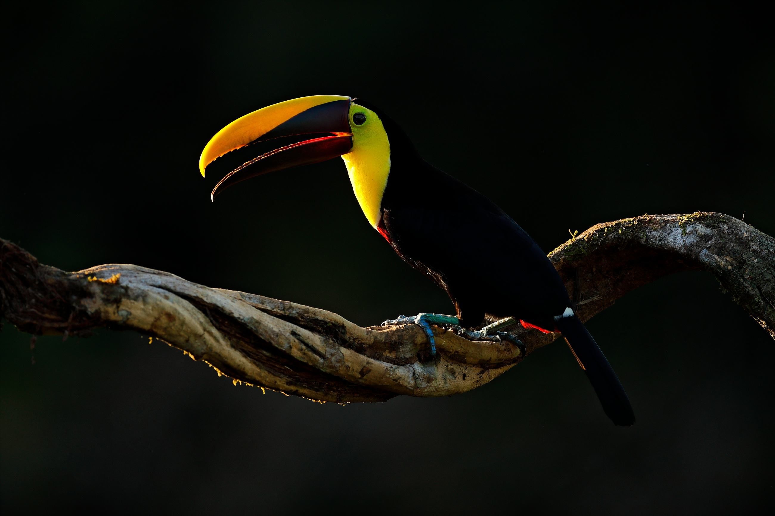 Chestnut-mandibled, Toucans Wallpaper, 2600x1740 HD Desktop