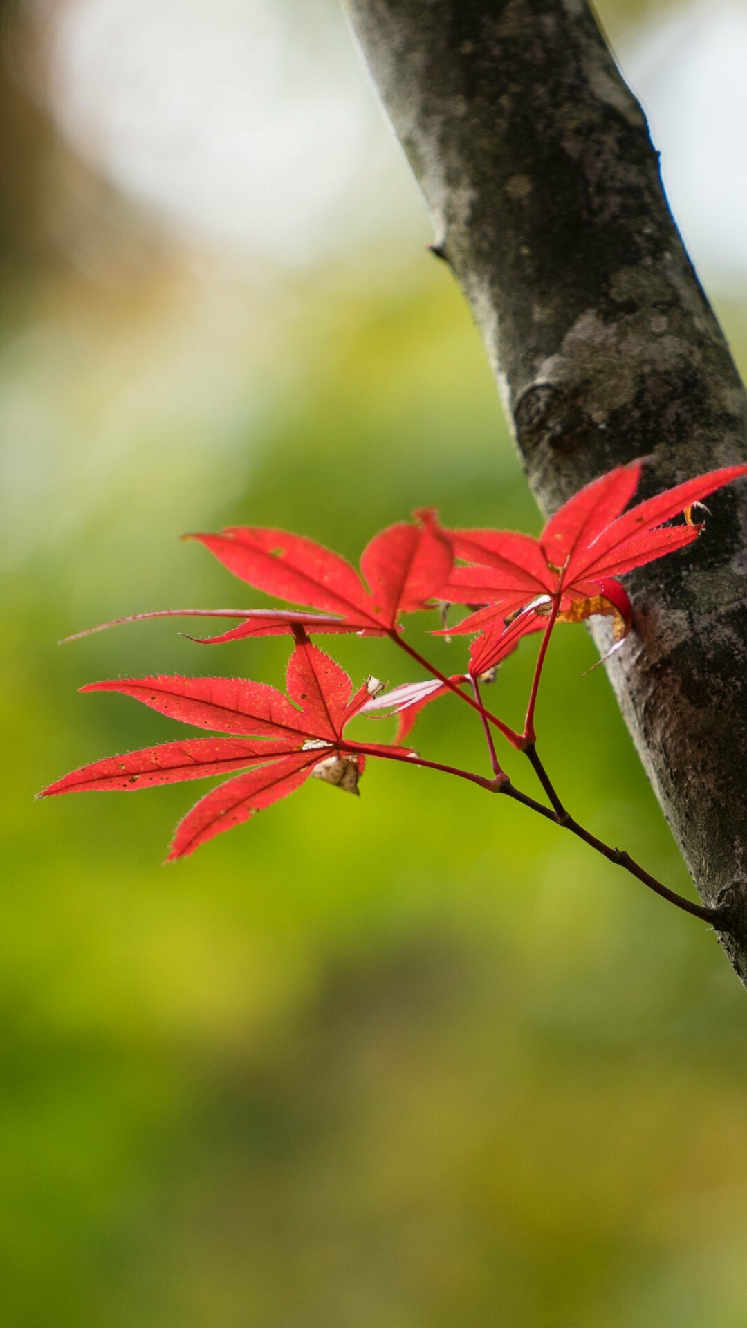 UHD 4K leaf wallpaper, Ultra-high resolution, 1080x1920 Full HD Phone