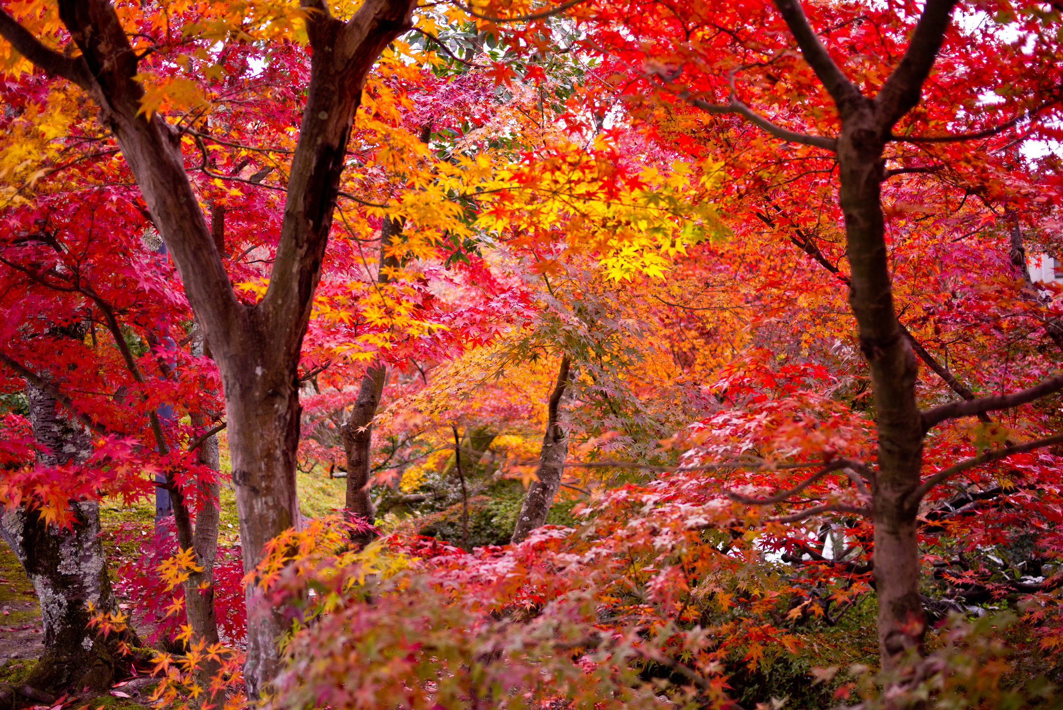 Types of maple trees, Tree varieties, Nature's wonders, Educational resource, 2120x1420 HD Desktop