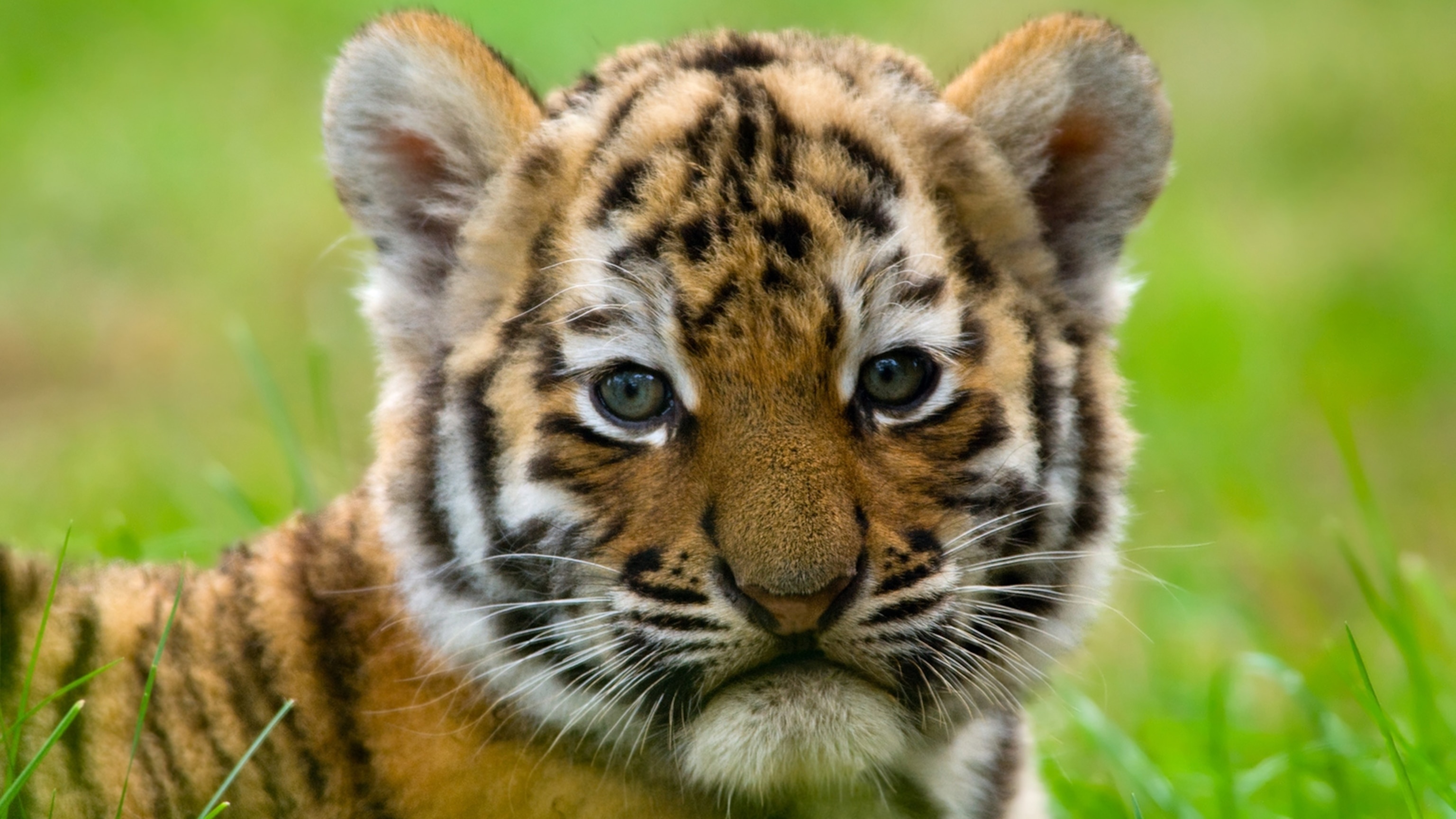Tiger cub, Tiger cub face, Green grass field, HD Desktop wallpaper
