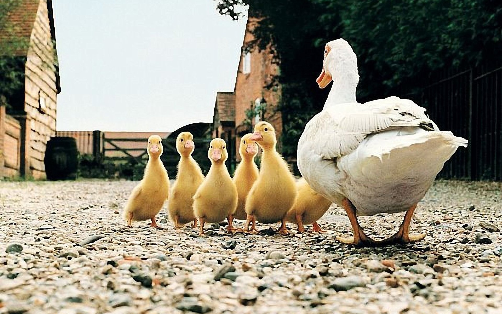 Duck and ducklings, Farm Animals Wallpaper, 1920x1200 HD Desktop