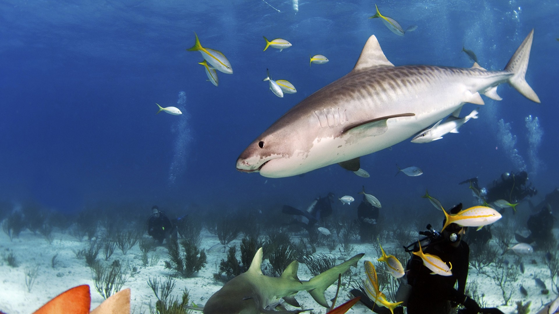 Tiger shark, Nurse shark on sand, Yellowtail snapper school, Scuba divers on seabed, Full HD Desktop wallpaper