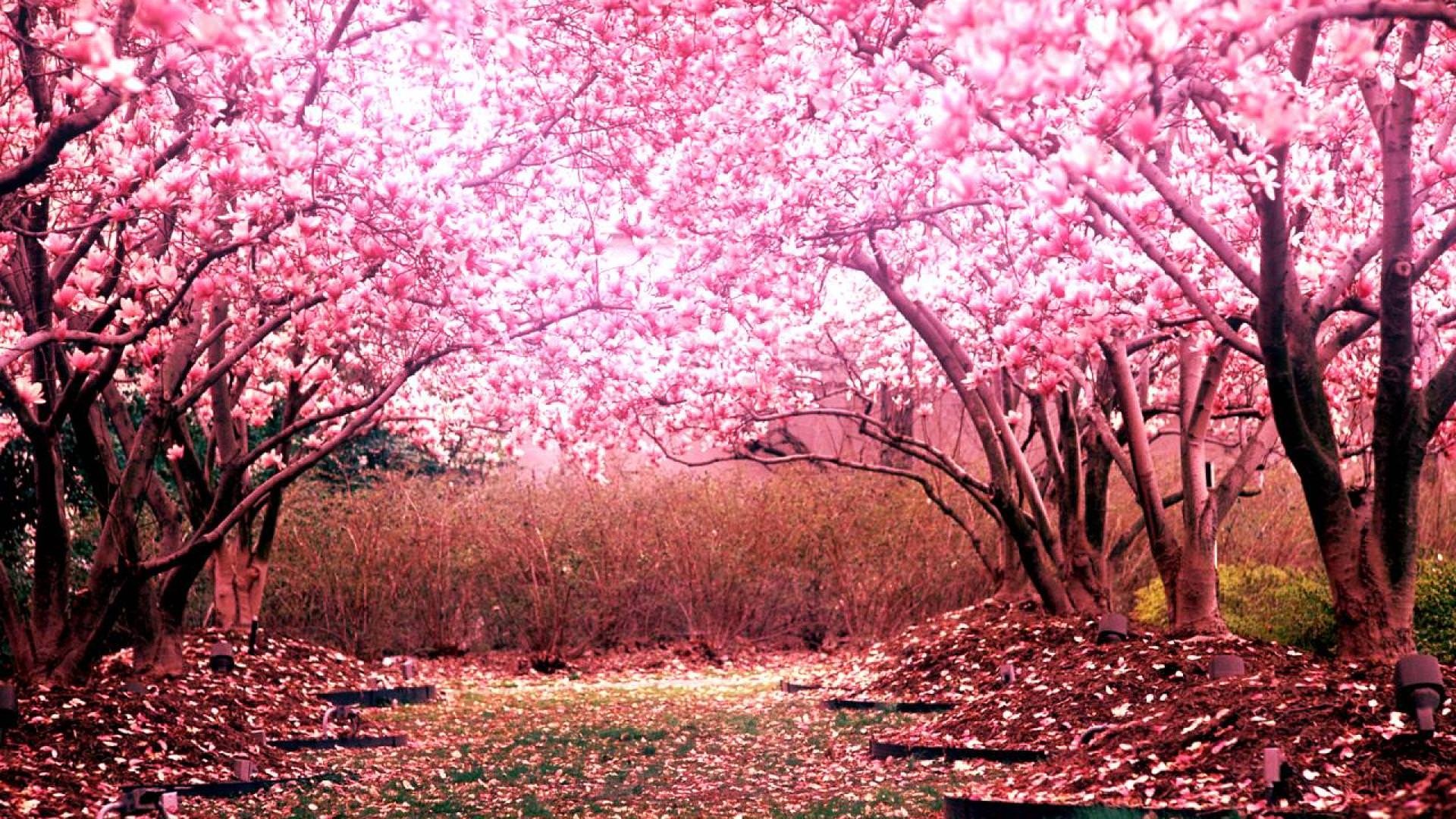 Pink magnolia tree canopy, Fallen petal garden path, Blooming spring blossom grove, Full HD Desktop wallpaper