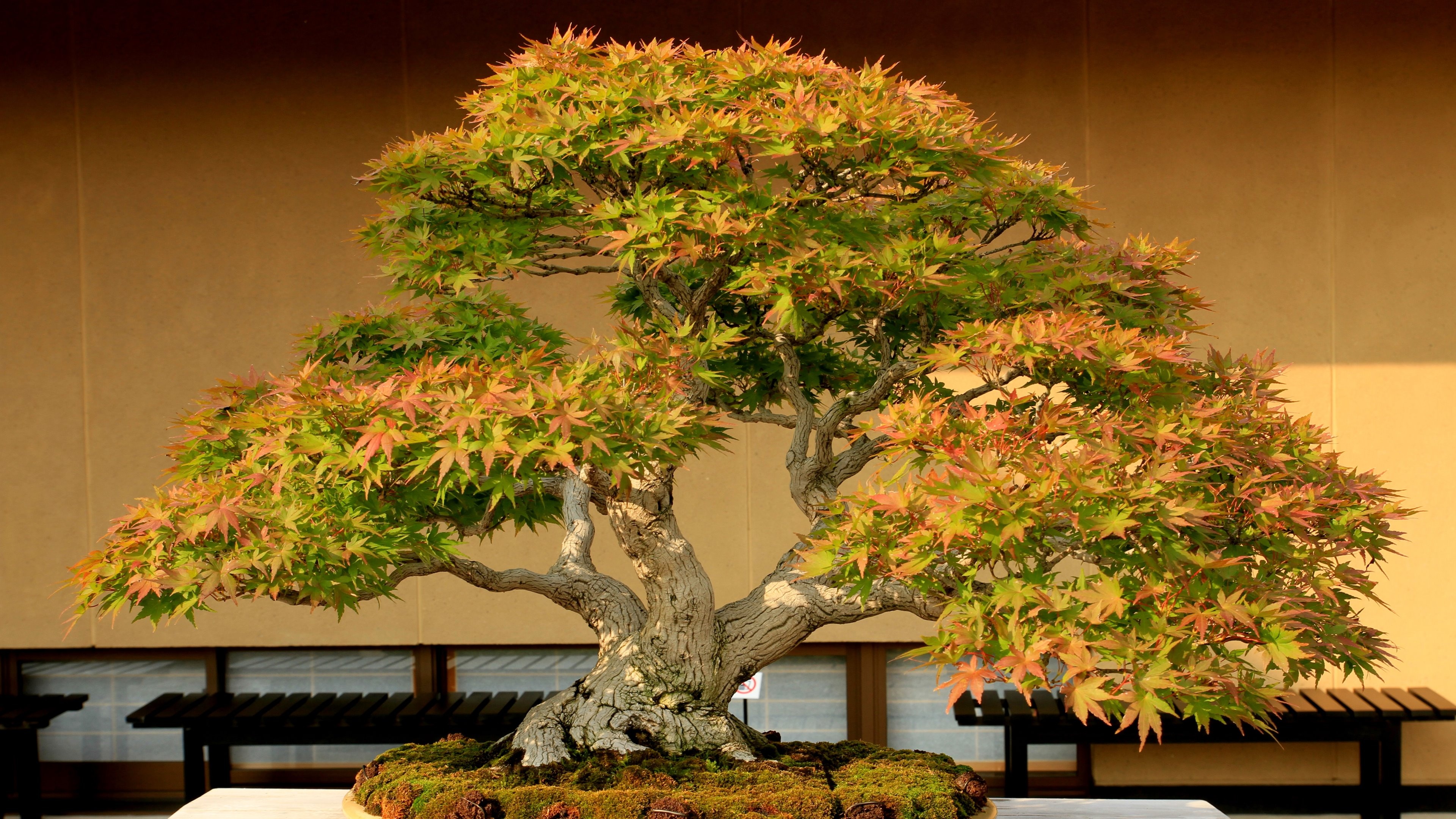 Bonsai, HD wallpapers, Nature's art, Stunning backgrounds, 3840x2160 4K Desktop