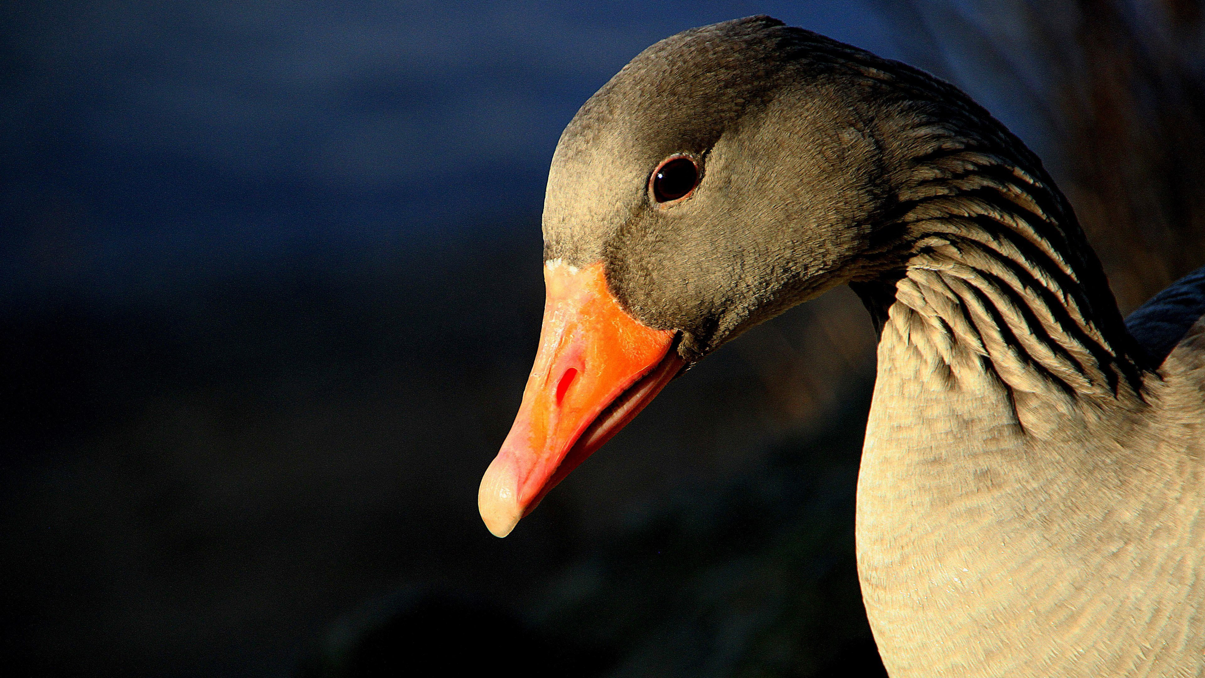 Greylag Goose, Widescreen wallpaper, Detailed feathers, Baltana collection, 3840x2160 4K Desktop