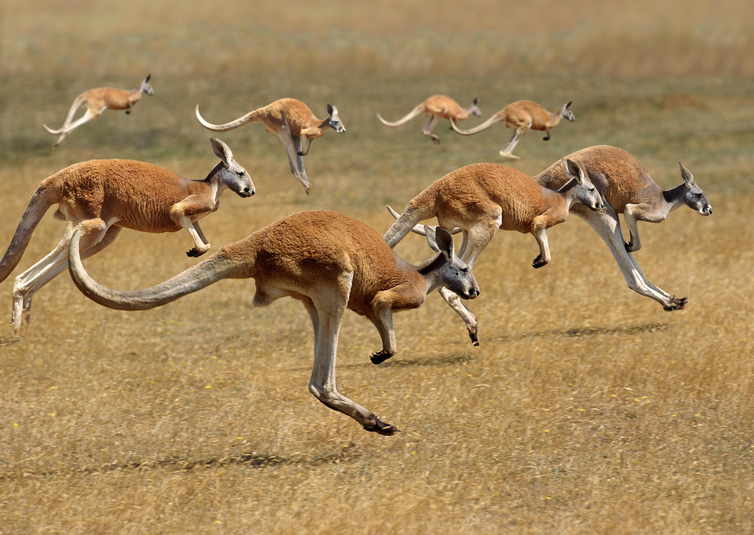 Woman fears for, Her life after, Kangaroo stampede, 2500x1780 HD Desktop