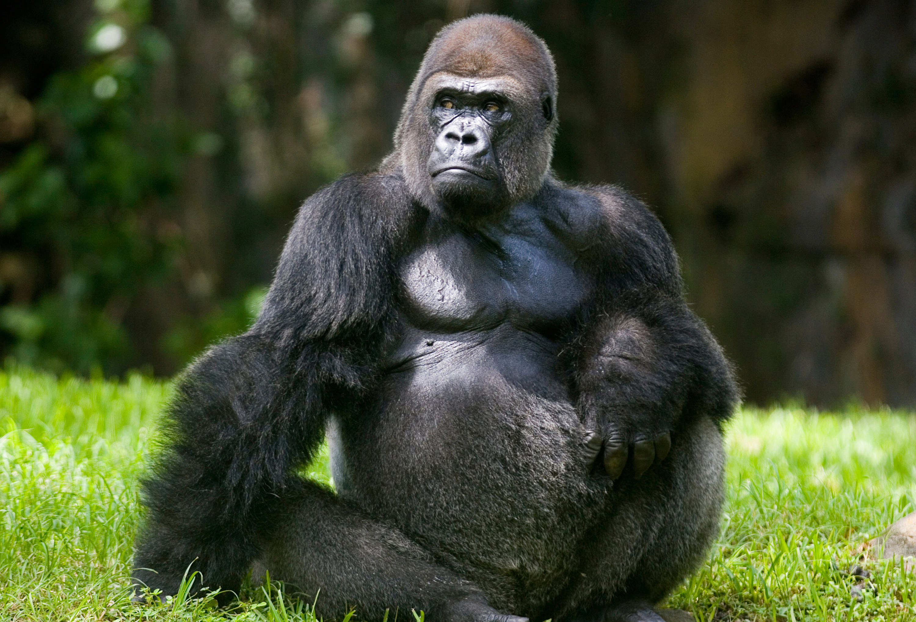 Gorilla aficionado, Incredible wallpapers, Ape kingdom, Wildlife fascination, 3000x2040 HD Desktop