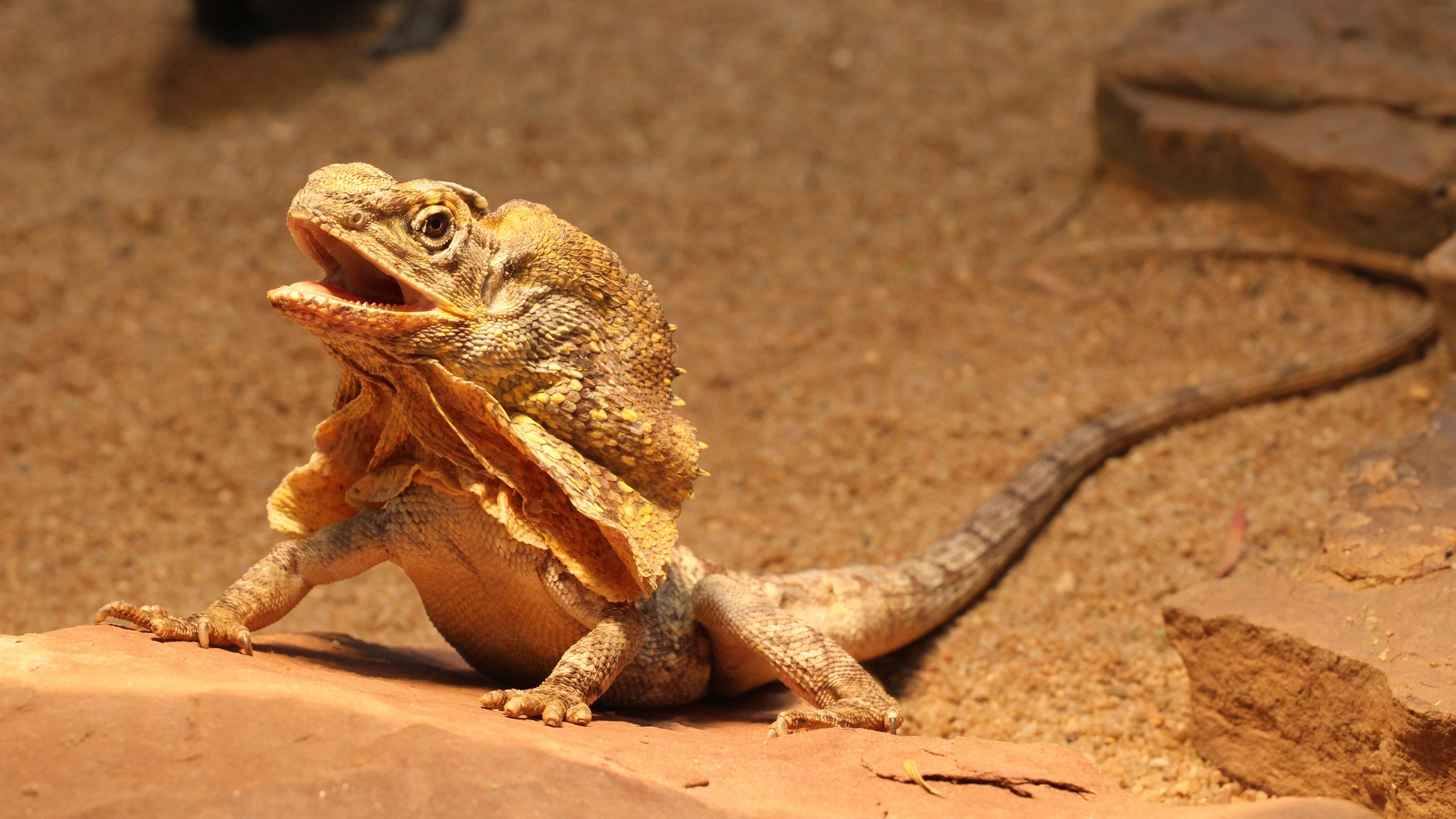 Frilled-neck lizard wallpapers, Wallpapers to adore, Lizard love, High-resolution visuals, 2560x1440 HD Desktop