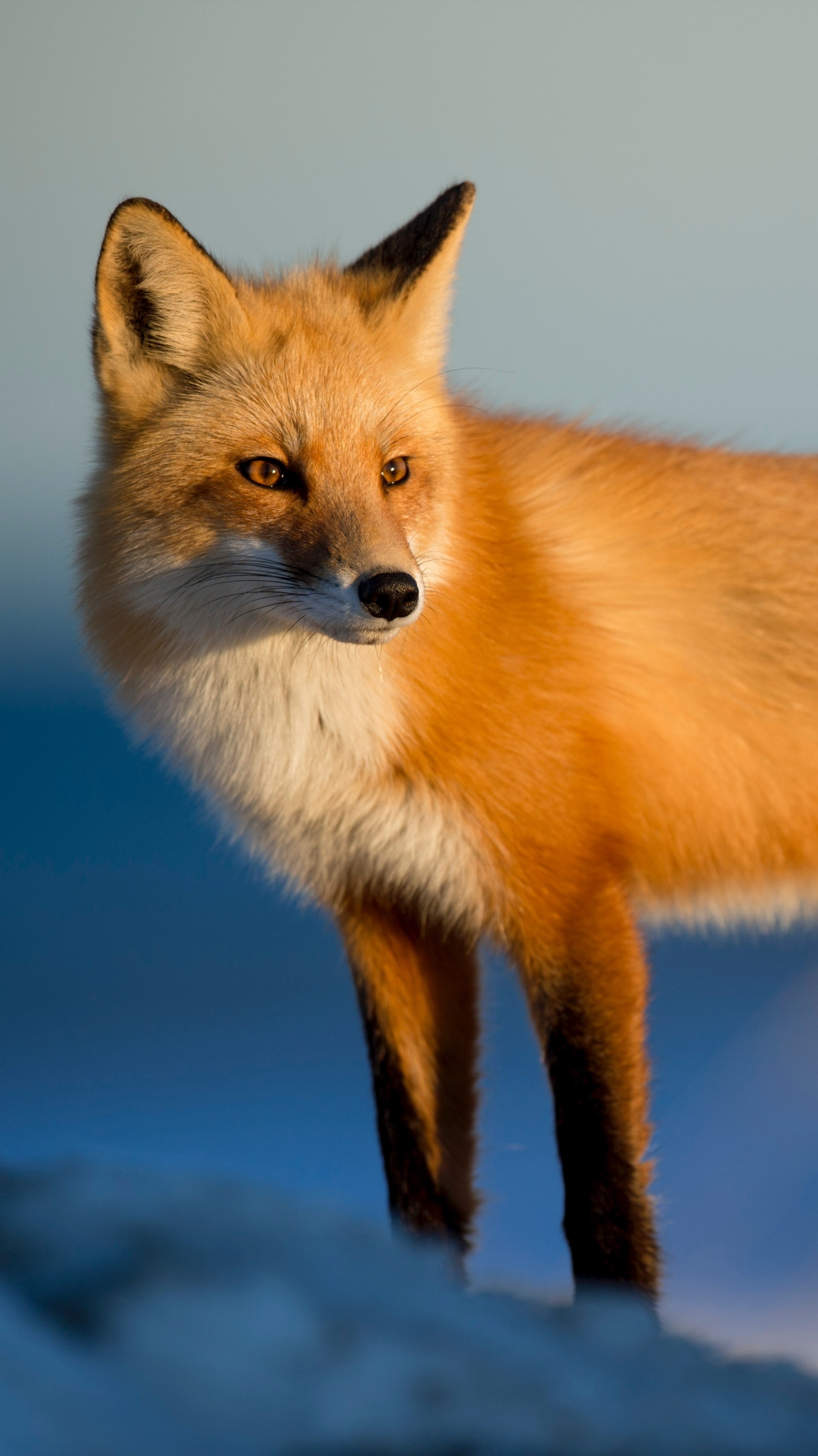 American red fox, Wild Animals Wallpaper, 2160x3840 4K Phone