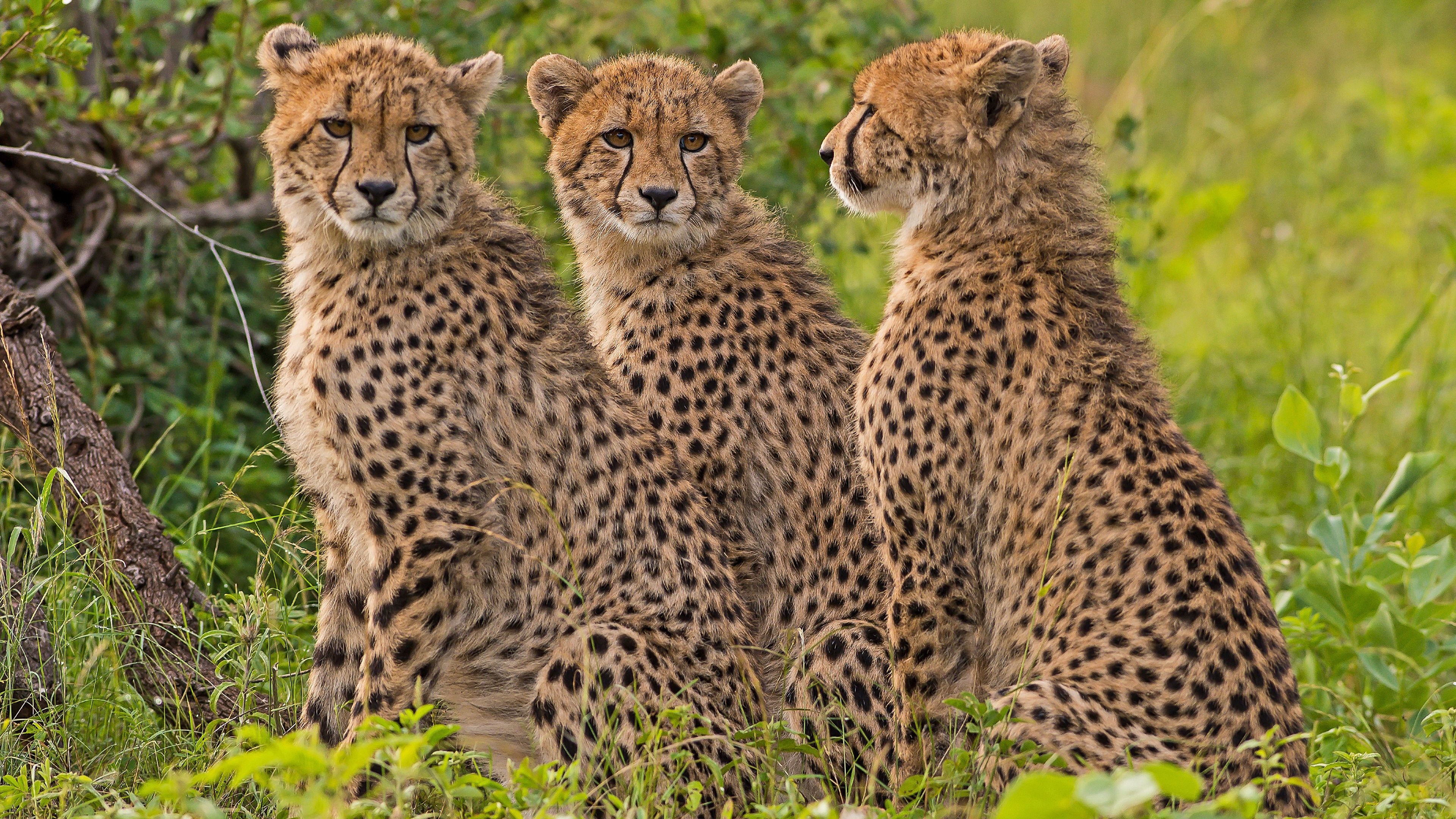 Siblings, Cheetah Wallpaper, 3840x2160 4K Desktop