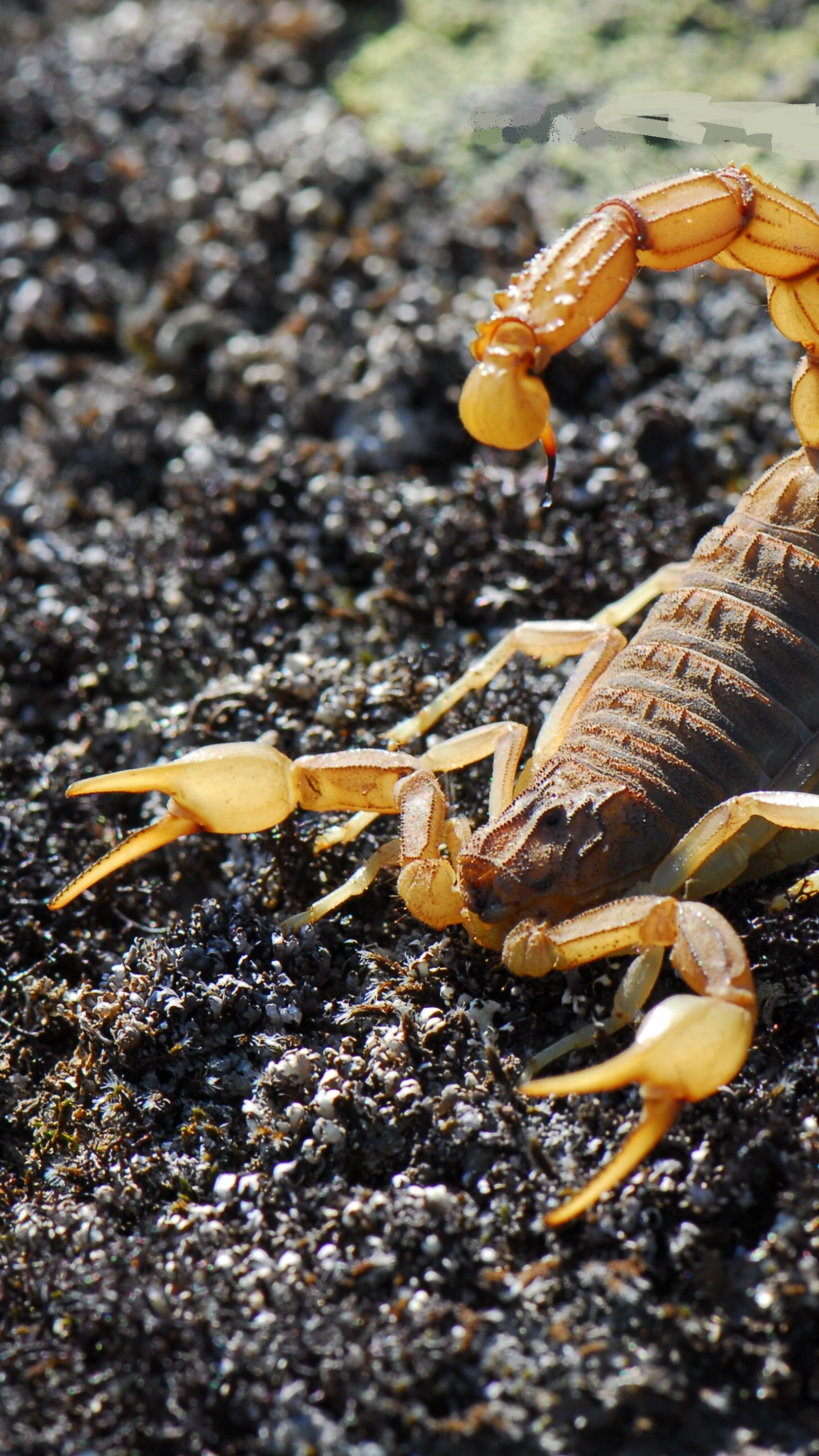 The common yellow, Scorpions Wallpaper, 1440x2560 HD Phone