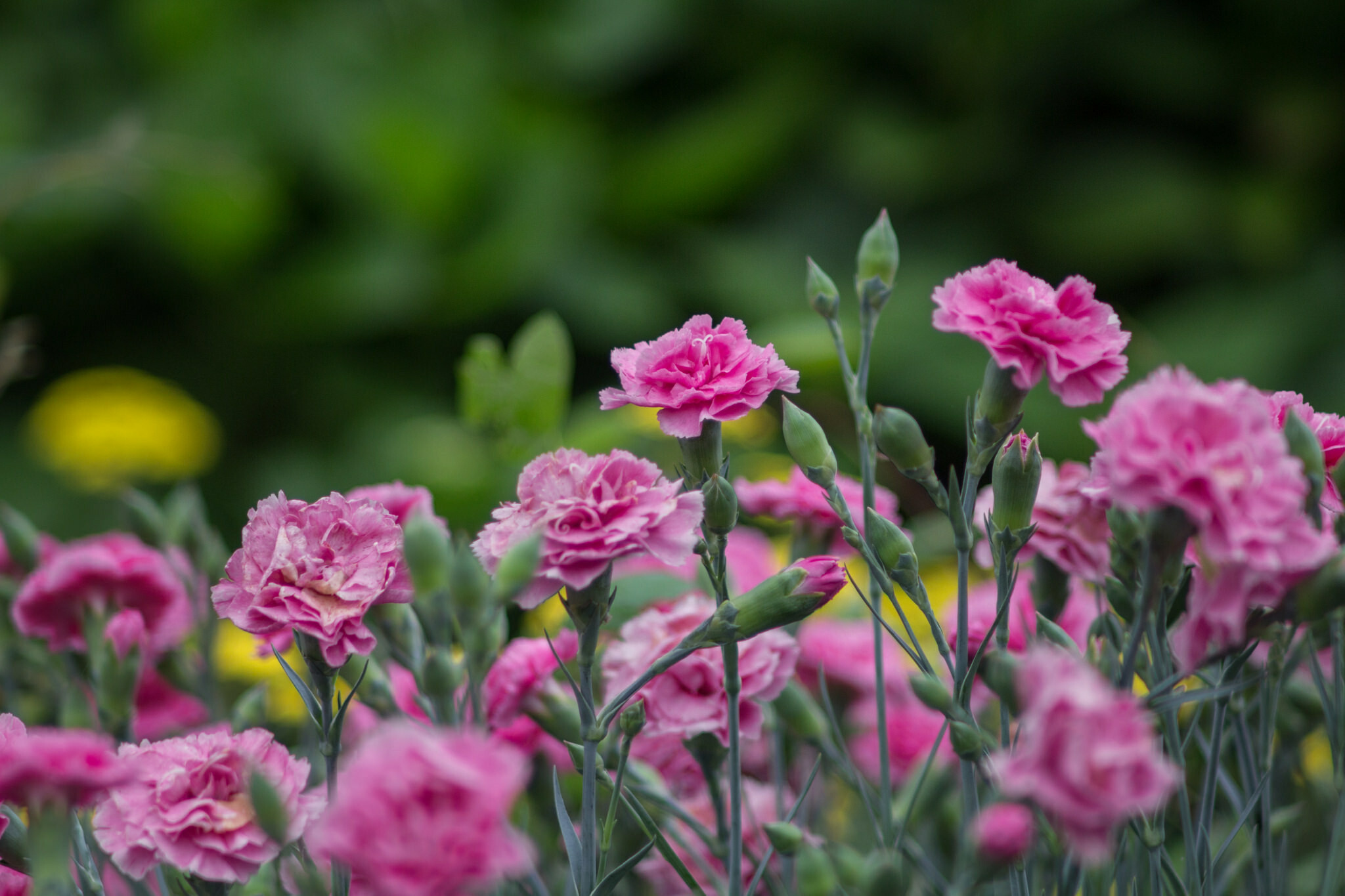 Garden Carnations, Carnations Wallpaper, 2050x1370 HD Desktop