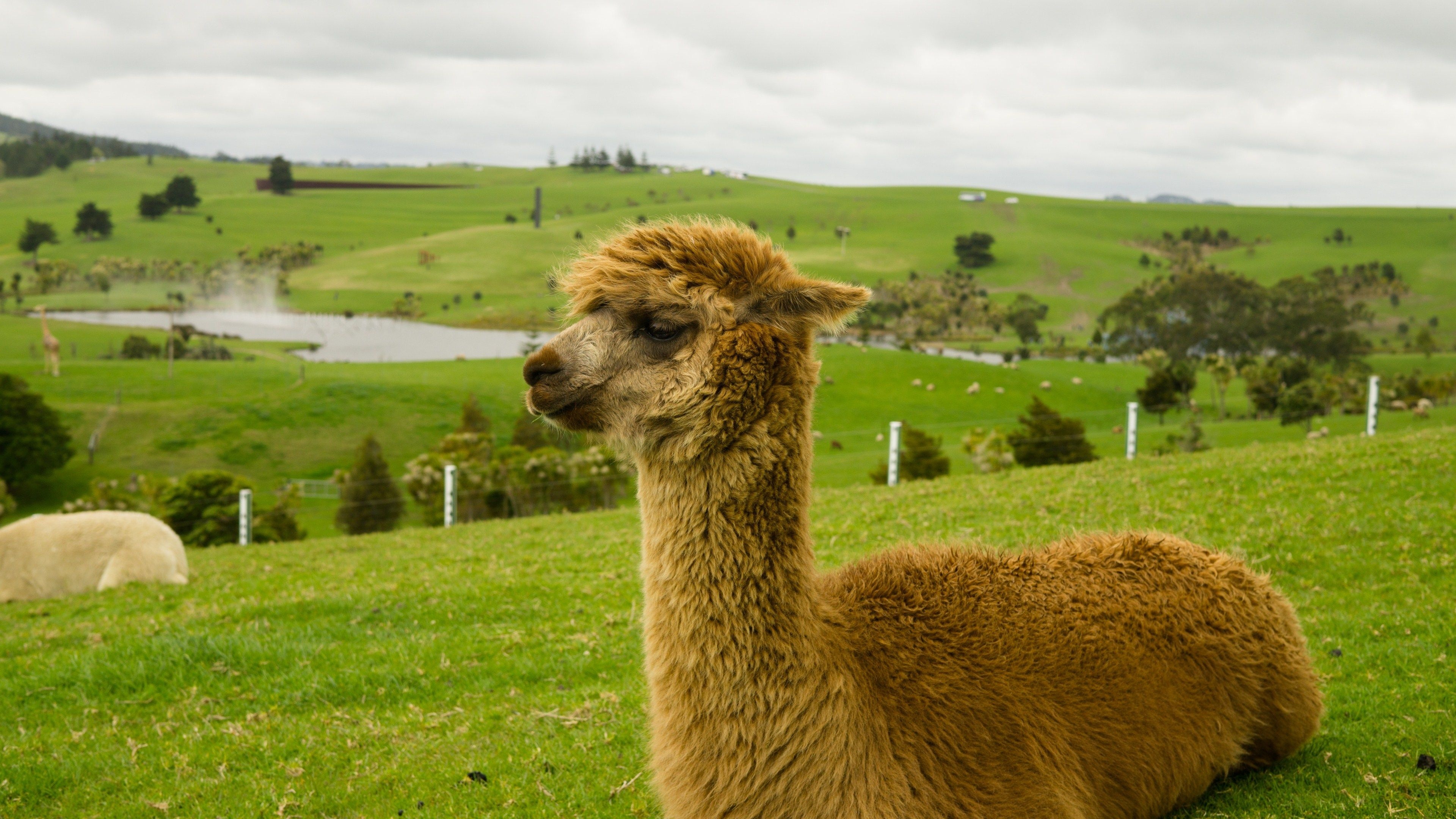 Charming alpaca, Cool wallpapers, Unique patterns, Top free, 3840x2160 4K Desktop