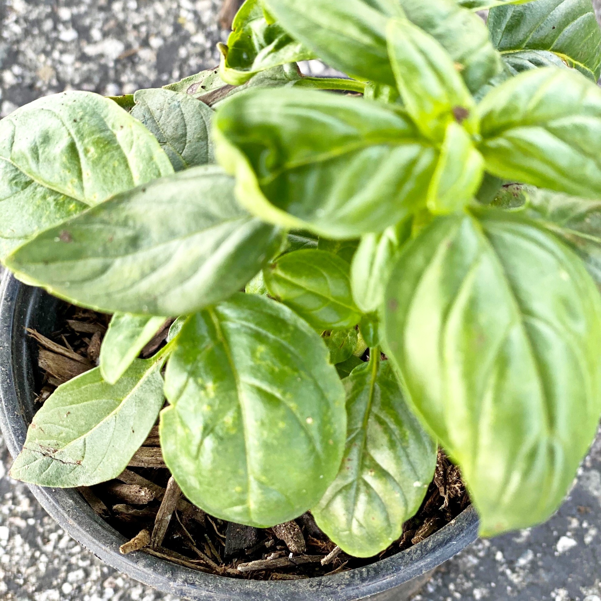 Add basil plant, Farm box, 3 gallon, Venaver events, 1990x1990 HD Phone