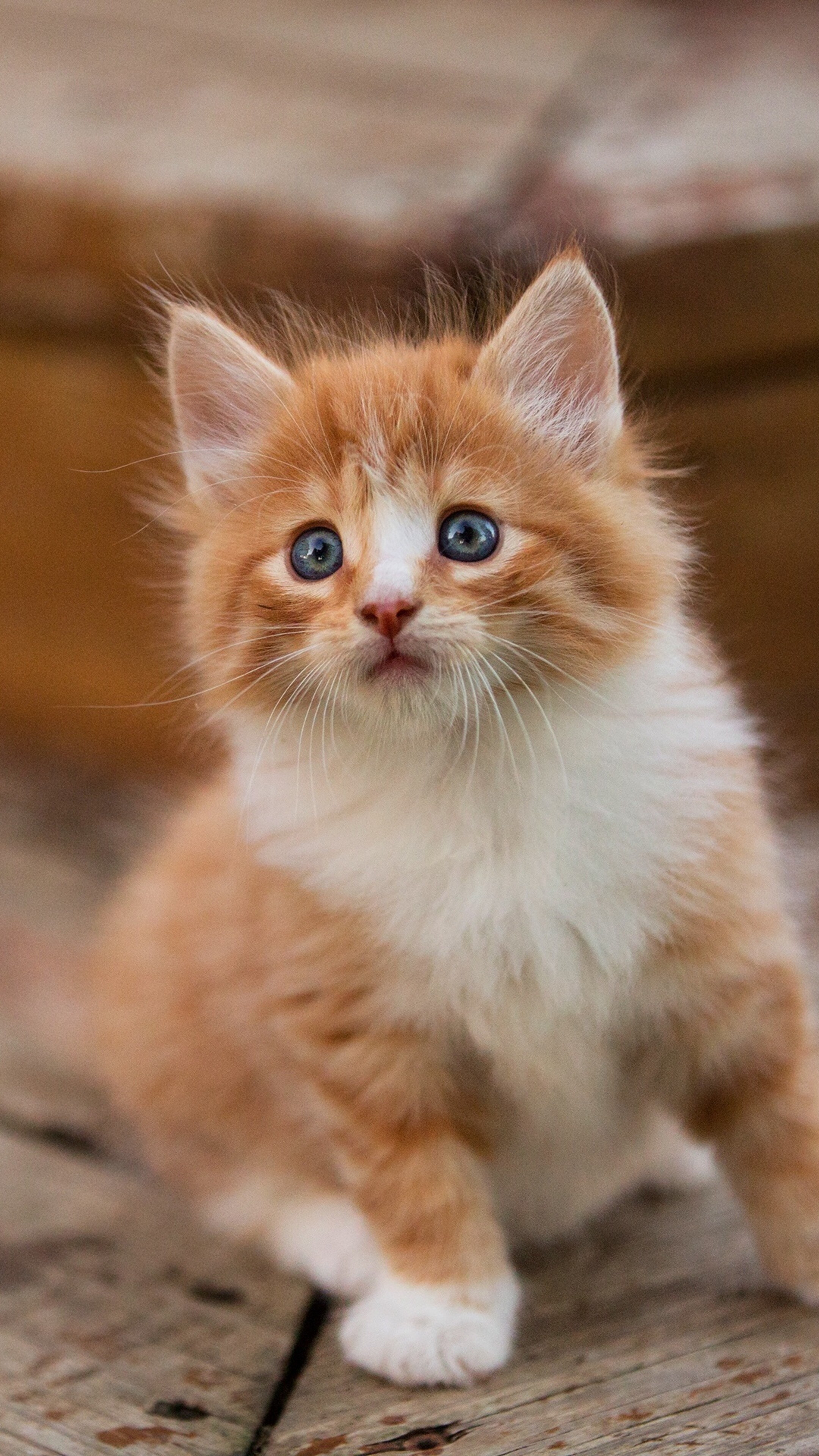 Cute companion, High-resolution wallpaper, Sony Xperia, Adorable, 2160x3840 4K Phone