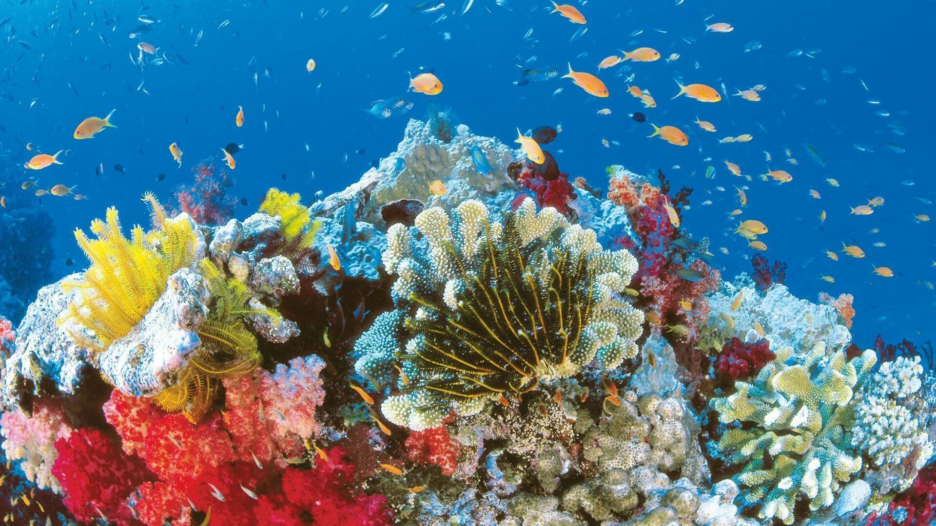 Great Barrier Reef wallpapers, Mesmerizing underwater world, Colorful coral reefs, Vibrant marine life, 1920x1080 Full HD Desktop