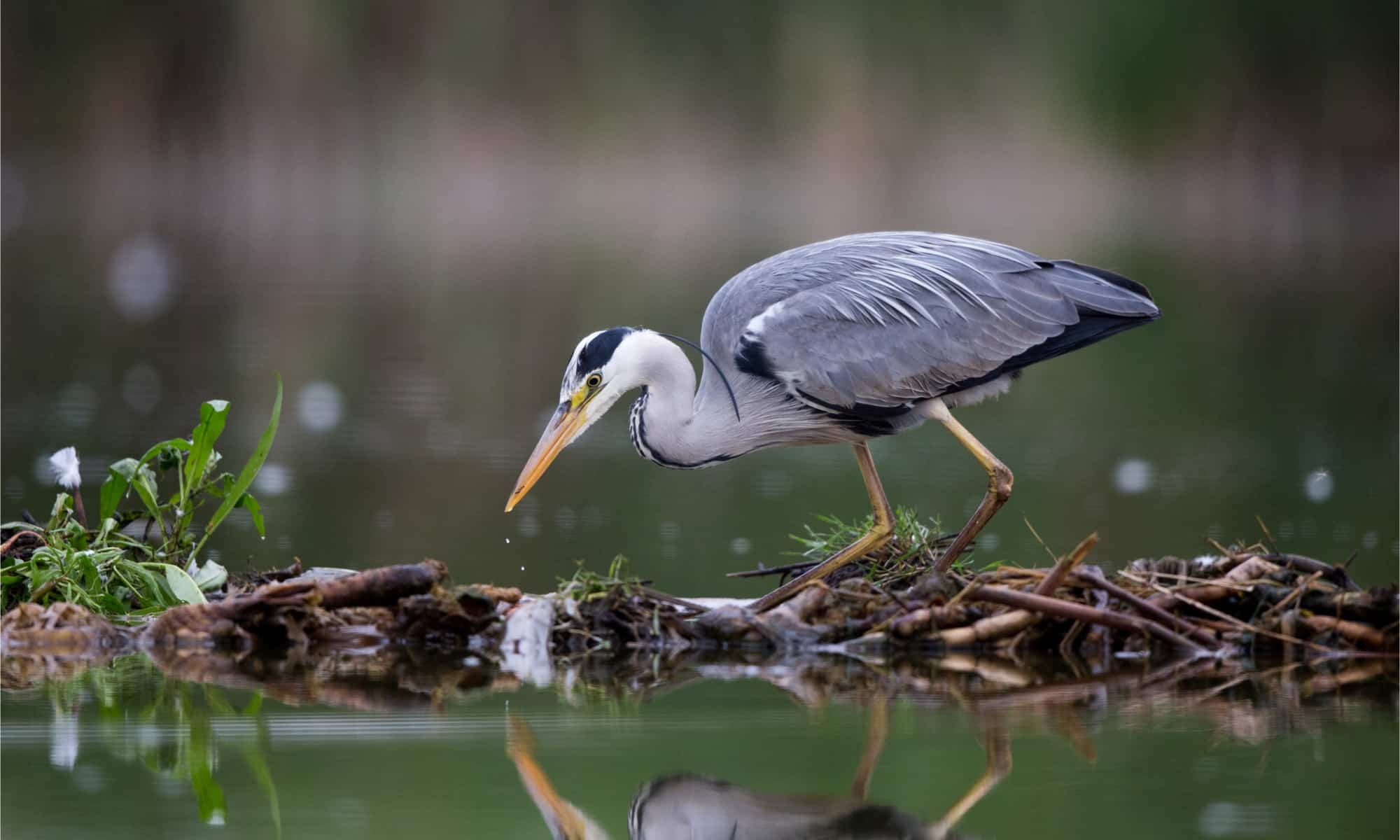 Heron, Grey heron bird, Facts, 2000x1200 HD Desktop
