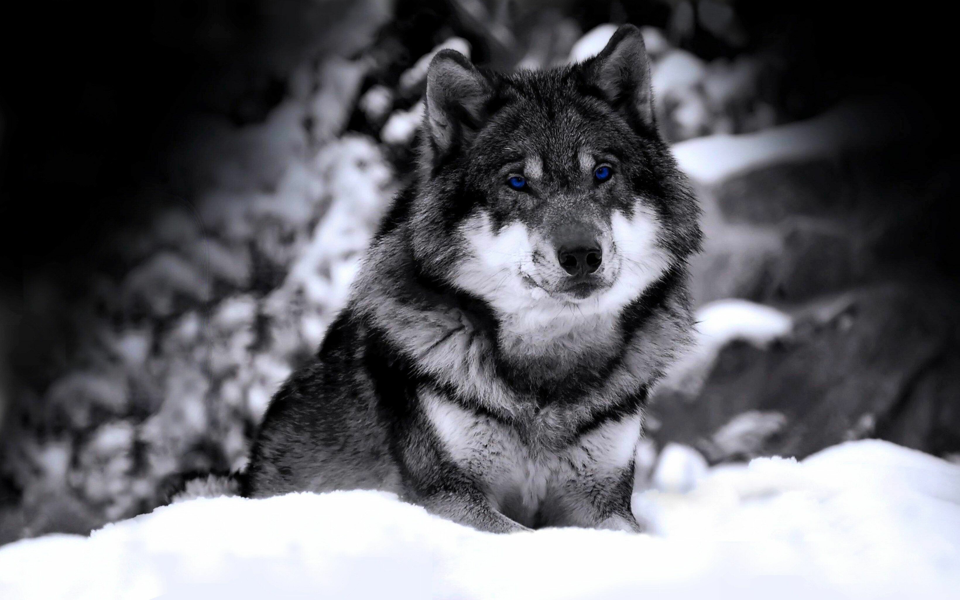 Cool wolf HD, Stunning visuals, Impressive details, Free download, 3280x2050 HD Desktop