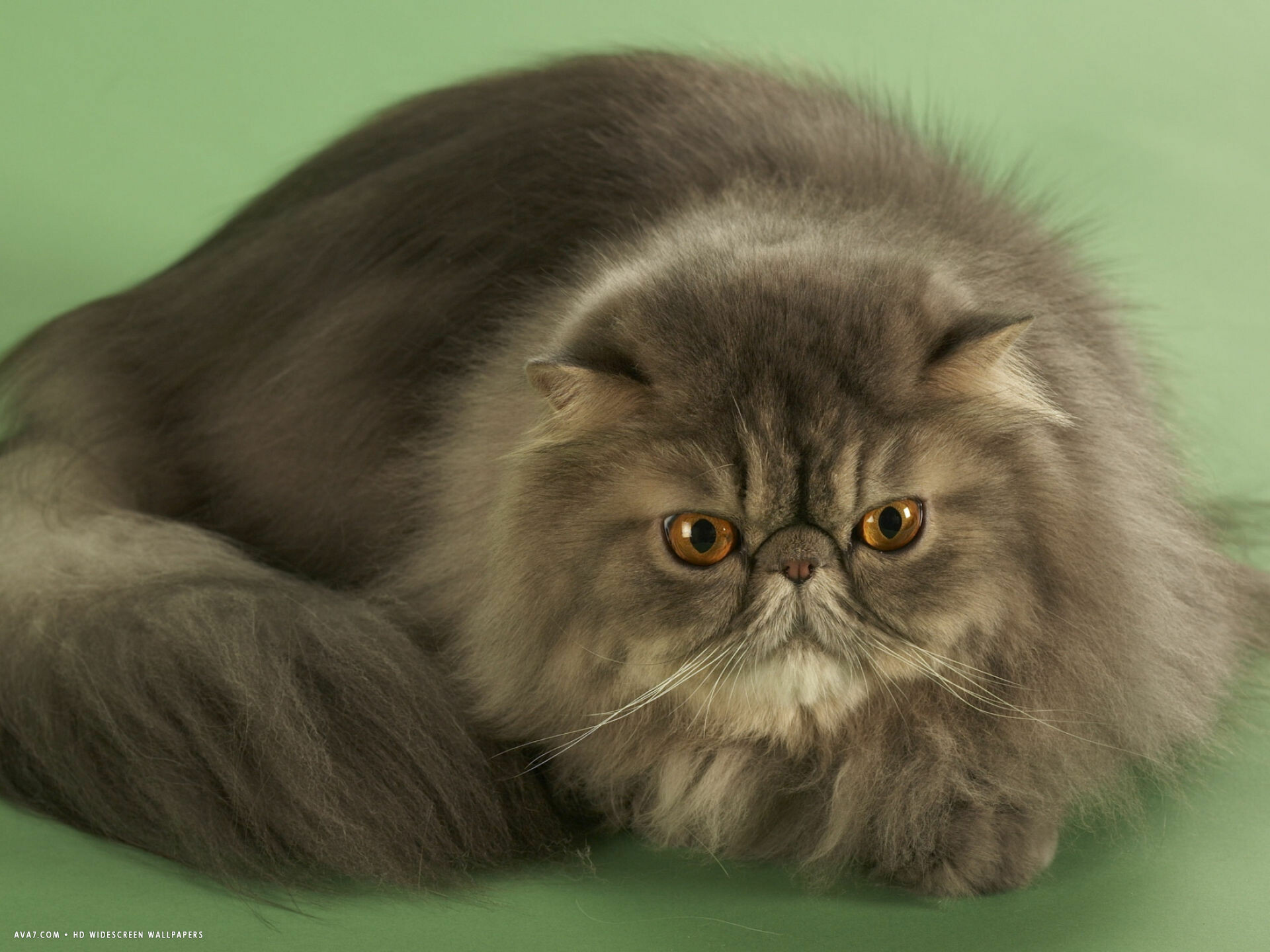 Smoke, Persian Cats Wallpaper, 1920x1440 HD Desktop