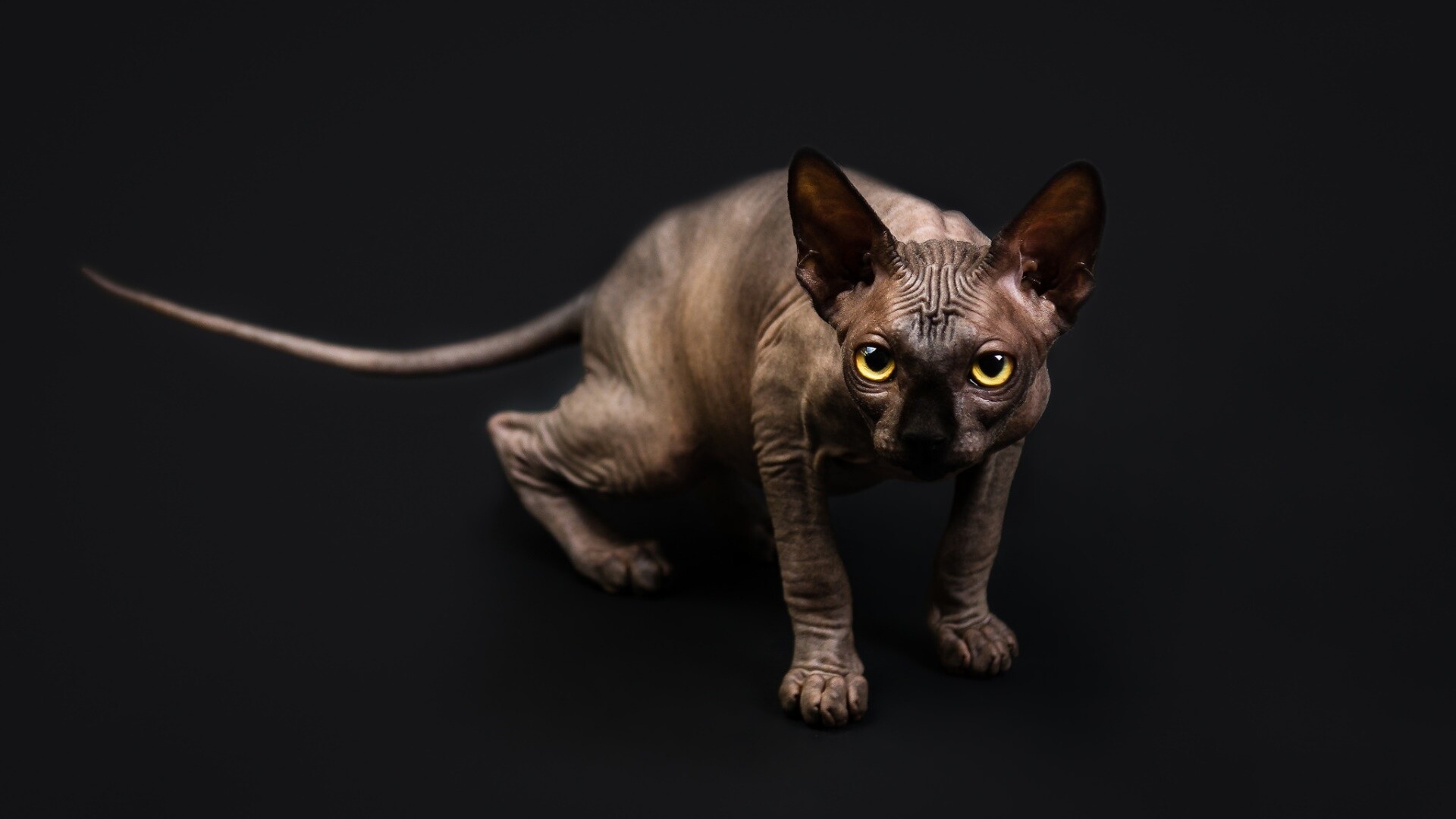 Sphynx Cat, Fascinating wallpaper, Captivating feline, Stunning visuals, 1920x1080 Full HD Desktop