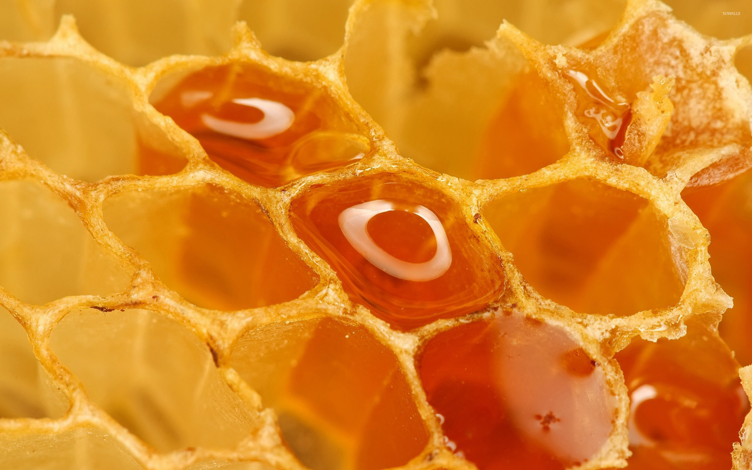 Honeycomb beauty, Intricate design, Nature's wonder, Captivating wallpaper, 2560x1600 HD Desktop