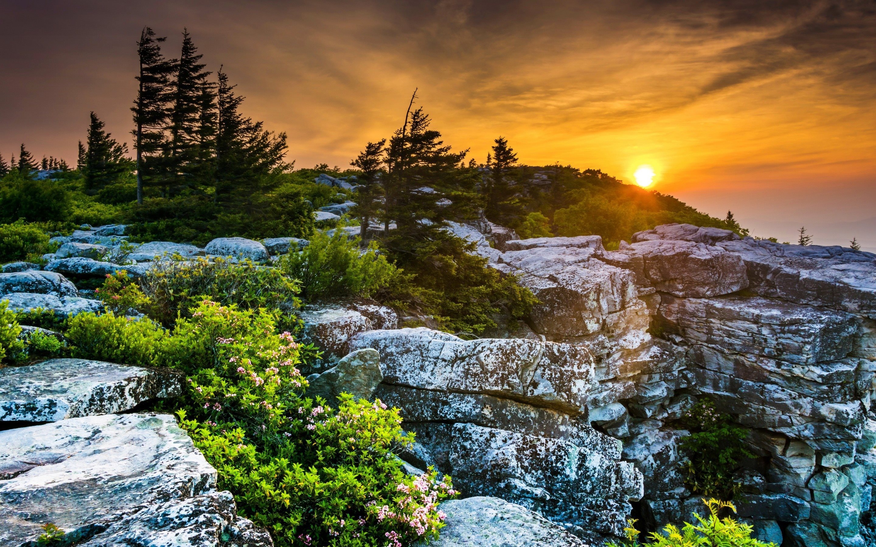Forest, Mountains, Sunset, Landscape, 2880x1800 HD Desktop