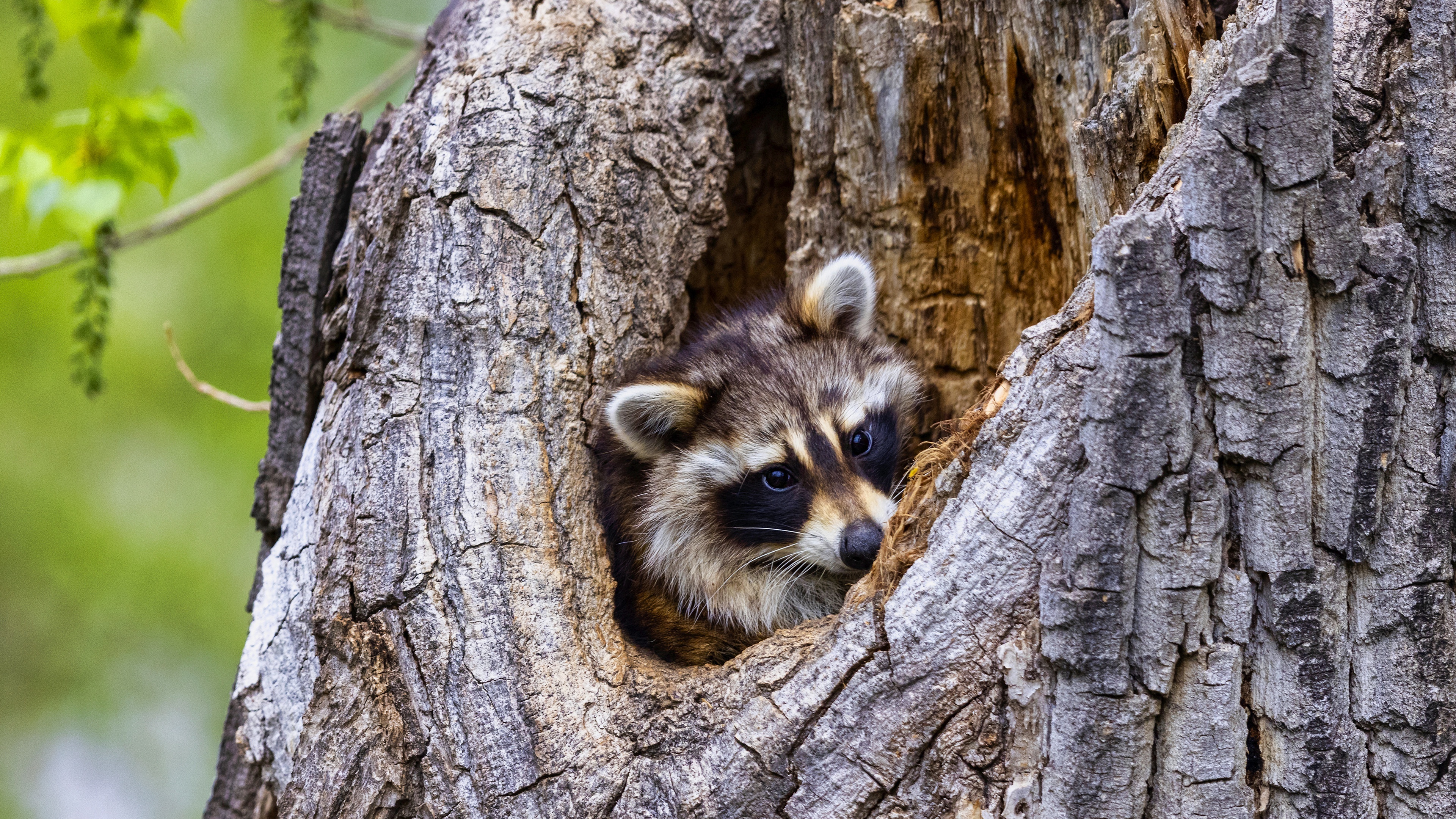 Curious raccoon, Intense gaze, Animal photography, Captured moments, 3840x2160 4K Desktop